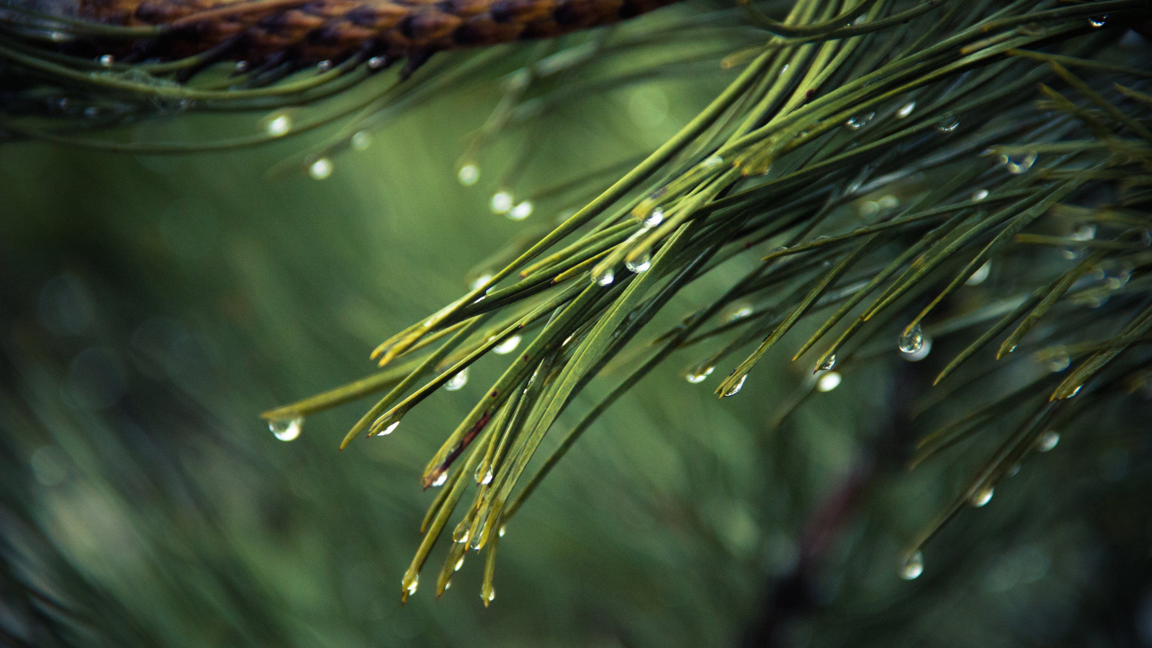 Pine Tree, Wallpapers, 3840x2160 4K Desktop