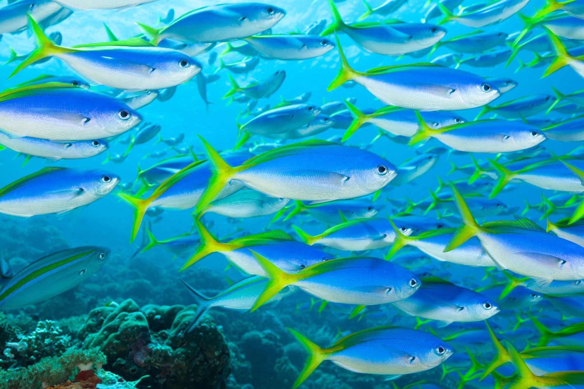 Yellowtail fusilier school, Blue and silver flanks, Coral reef below, HD Desktop wallpaper