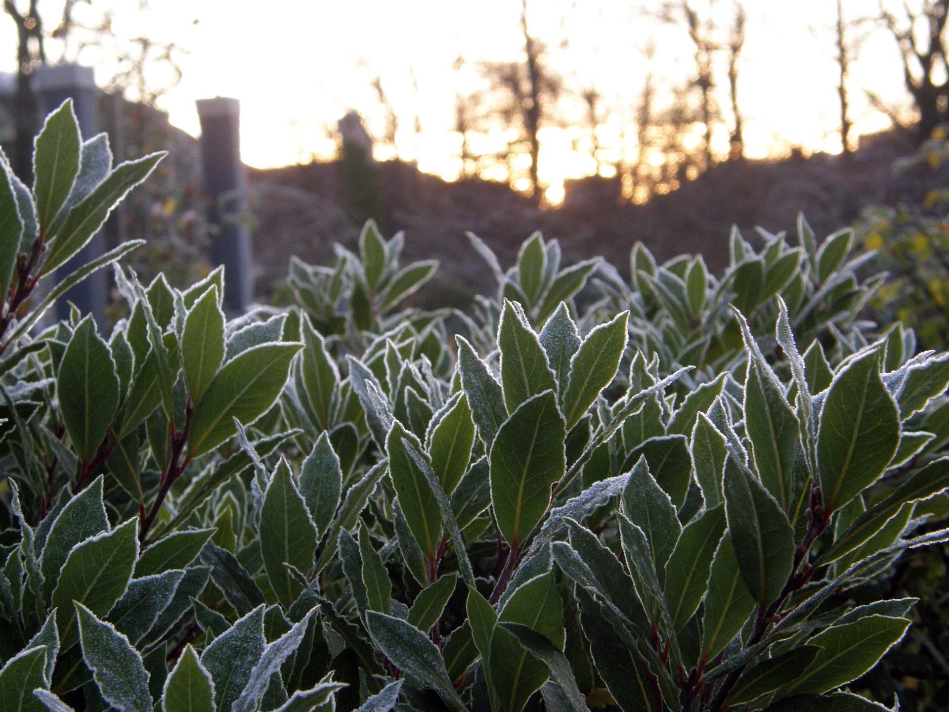 Frosted, Bay Leaves Wallpaper, 1920x1440 HD Desktop