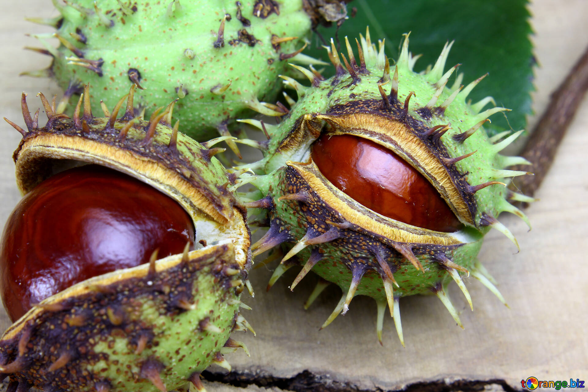 Conker on a wooden background, Autumn fruits, Horse chestnut images, Natural beauty, 1920x1280 HD Desktop