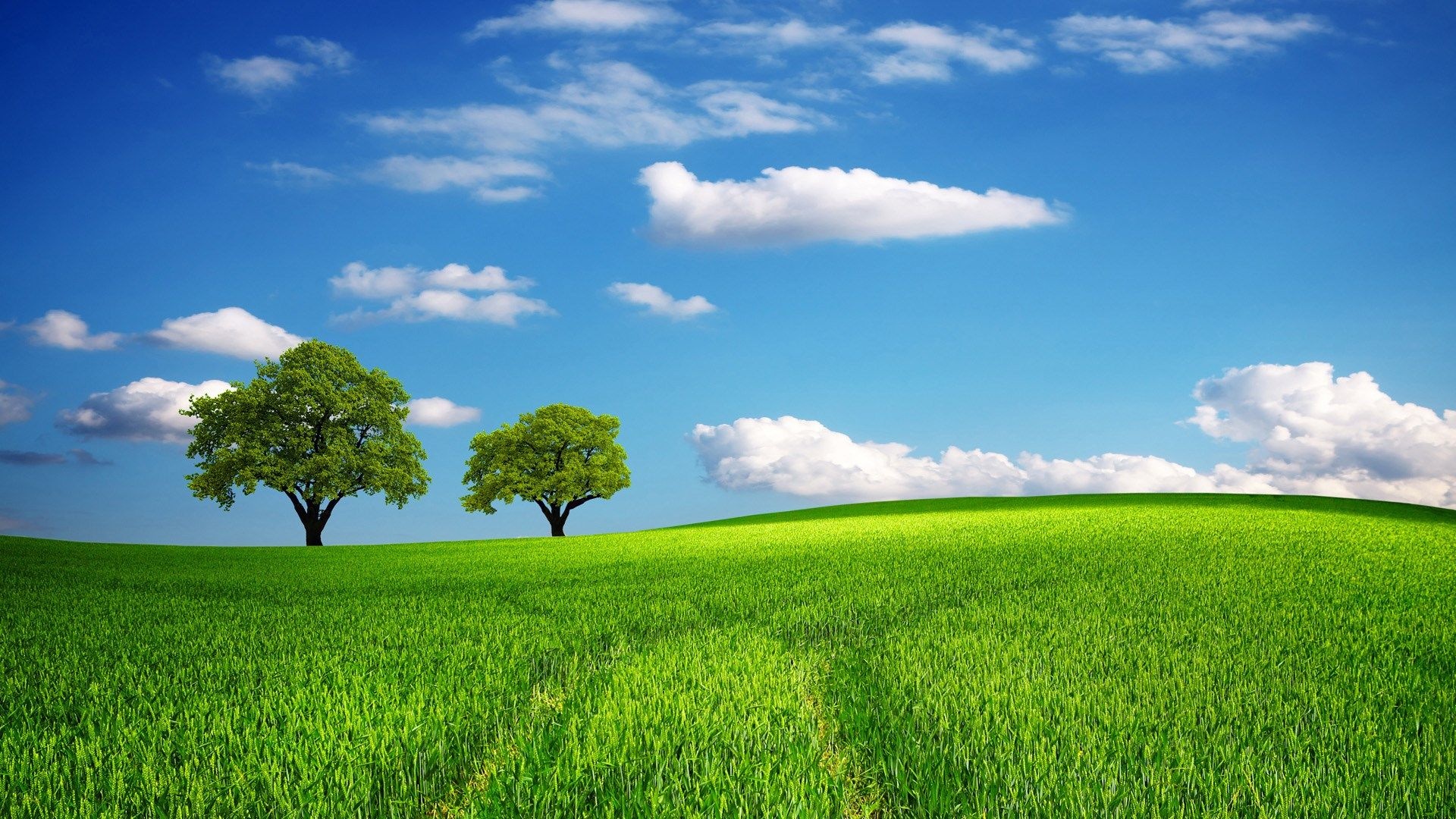 pair of green trees, rolling green grass hill, blue sky cumulus clouds, Full HD Desktop wallpaper