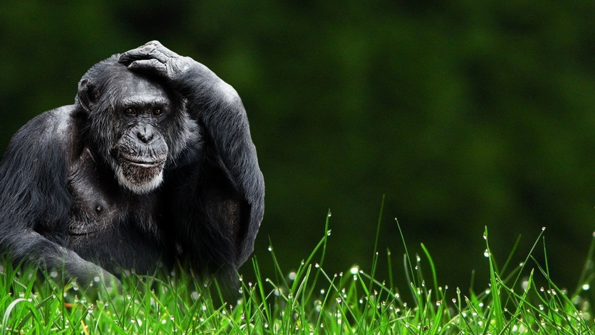 Animated Monkey Wallpaper, Dynamic Background, Playful Creatures, Monkey Magic, 1920x1080 Full HD Desktop