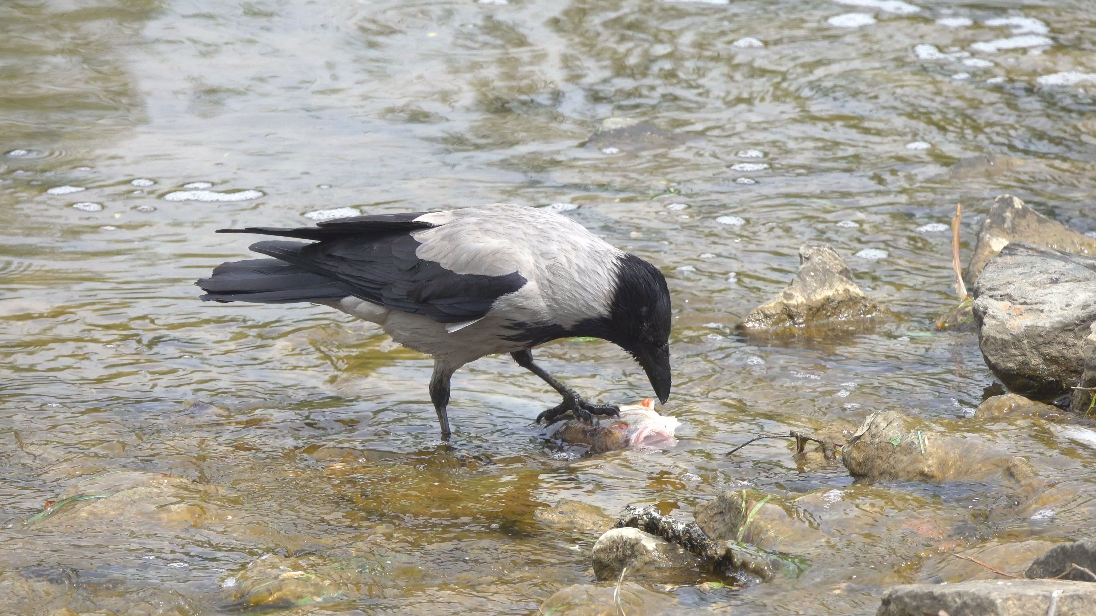 Hooded crow, Corvus cornix, Fish prey, 3840x2160 4K Desktop