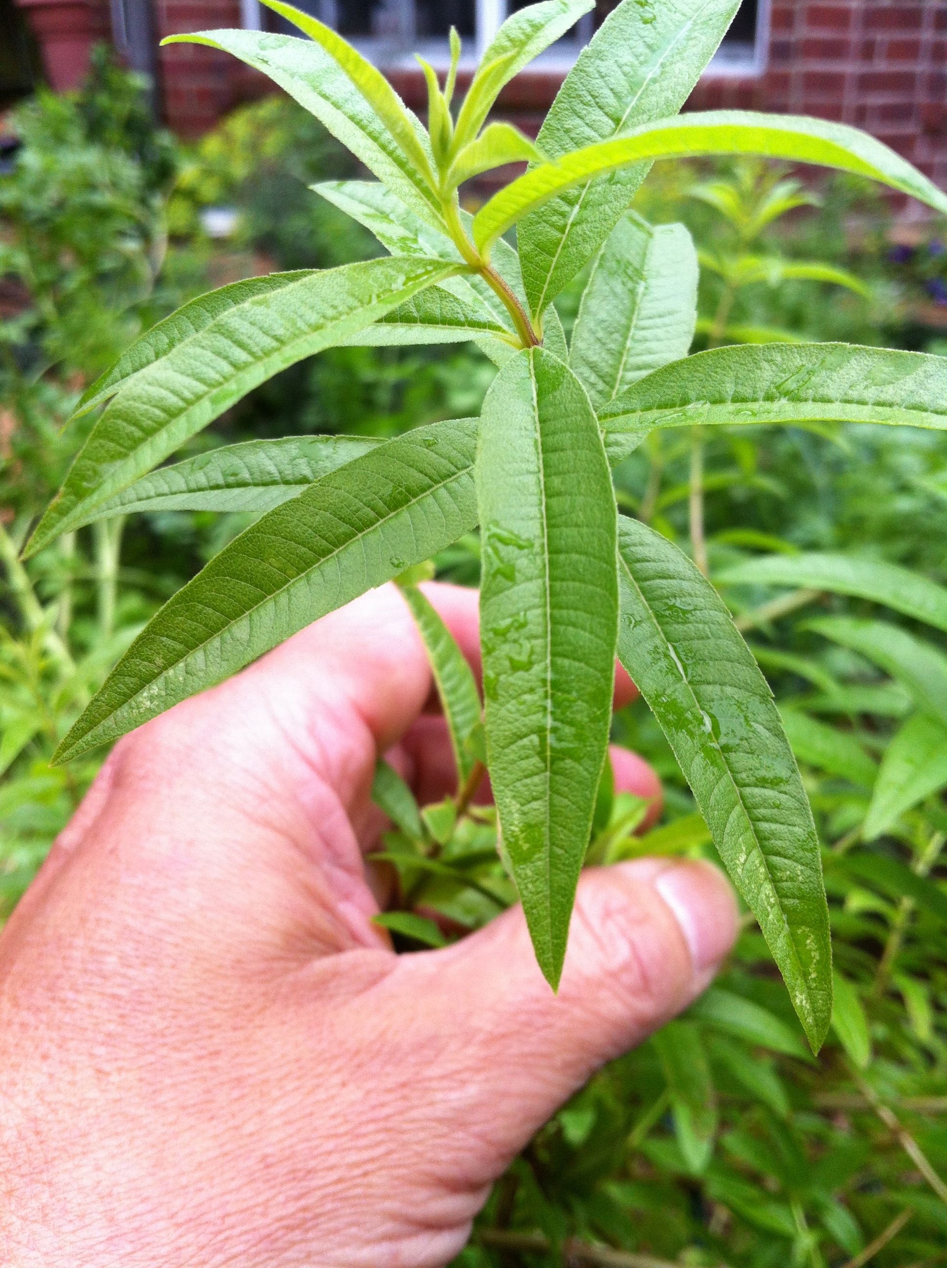 Lemon verbena tree, Lemon verbena, Citrus fragrance, Ornamental plant, 1940x2600 HD Phone