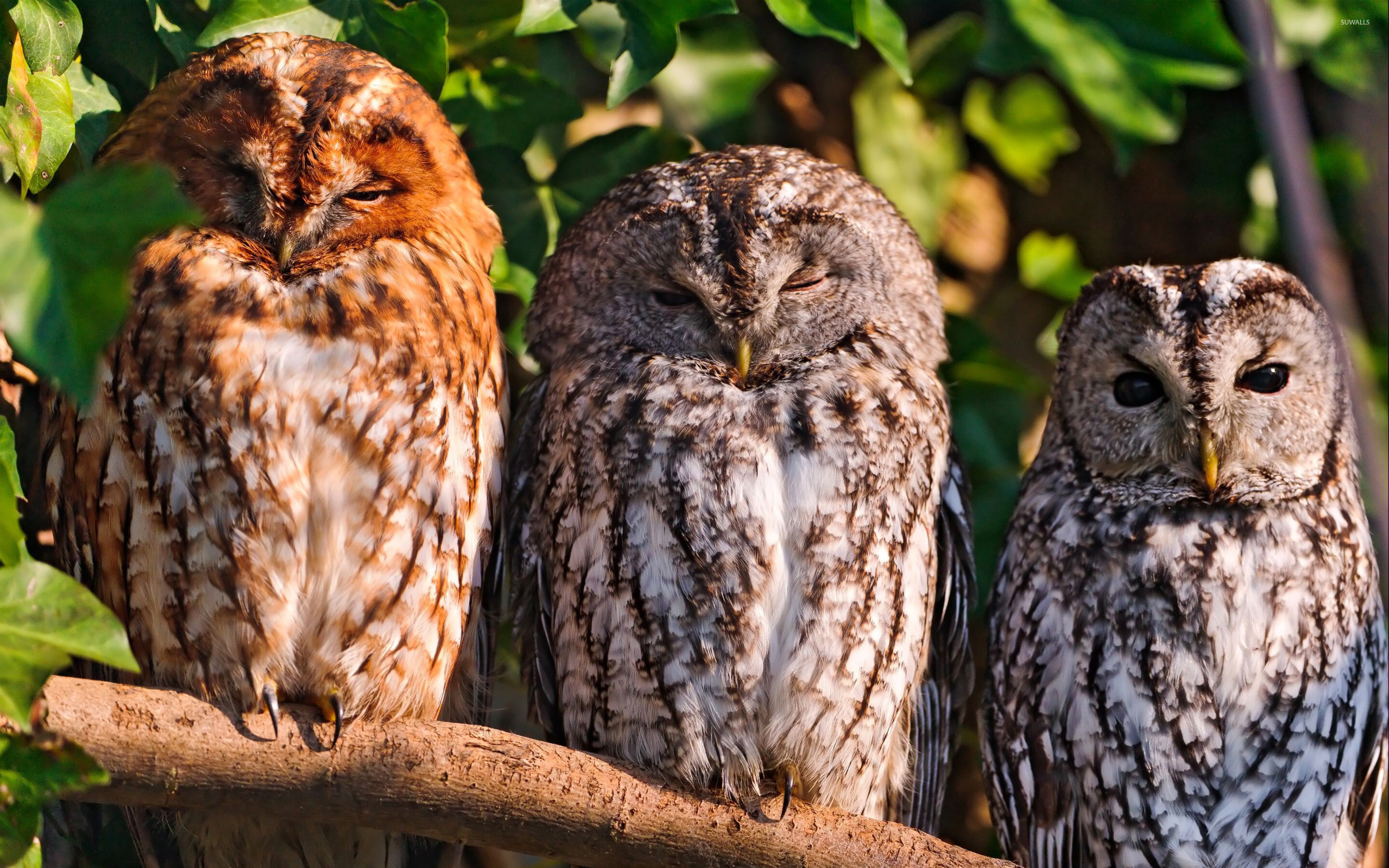 Owls in the wild, Animal kingdom, Nature's guardians, Wallpaper with owls, 2880x1800 HD Desktop