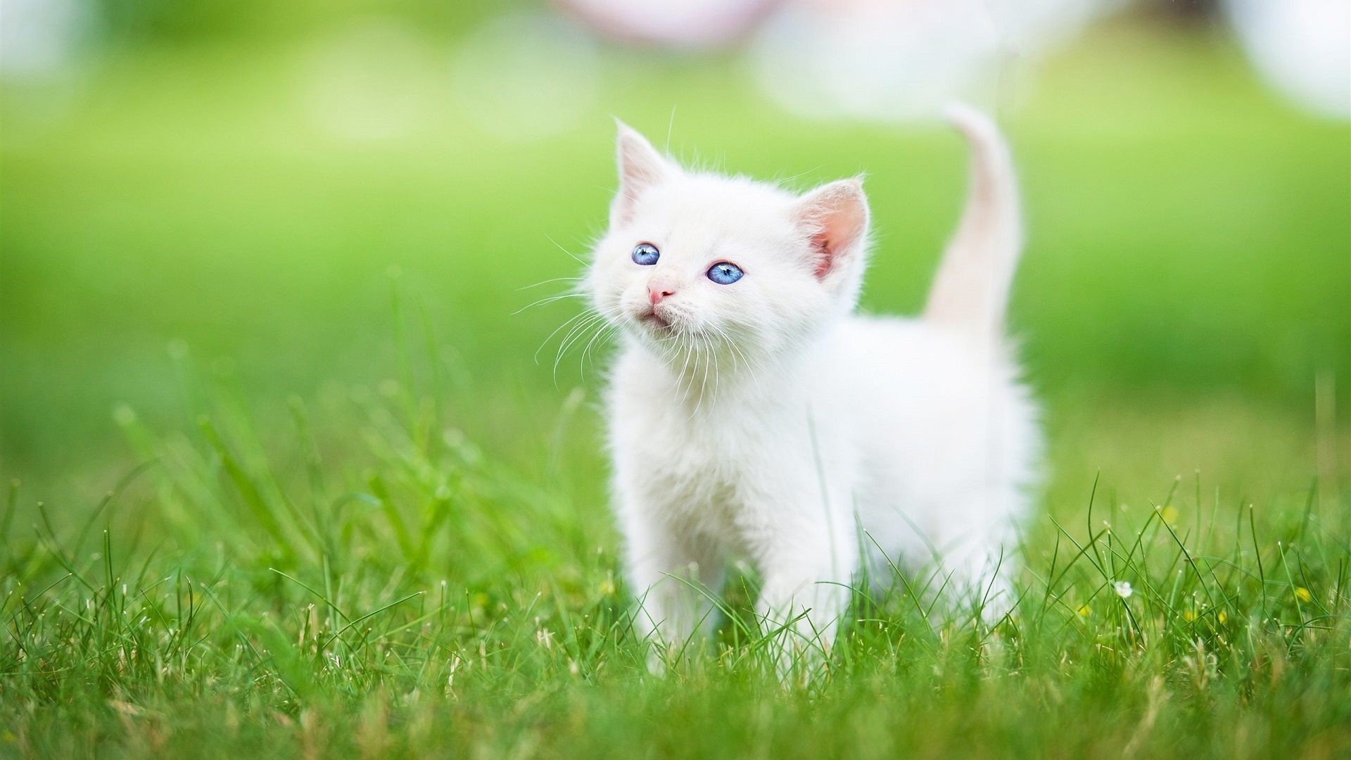 Blue-eyed white kitten, Green grass lawn, Sunny bokeh backdrop, Full HD Desktop wallpaper