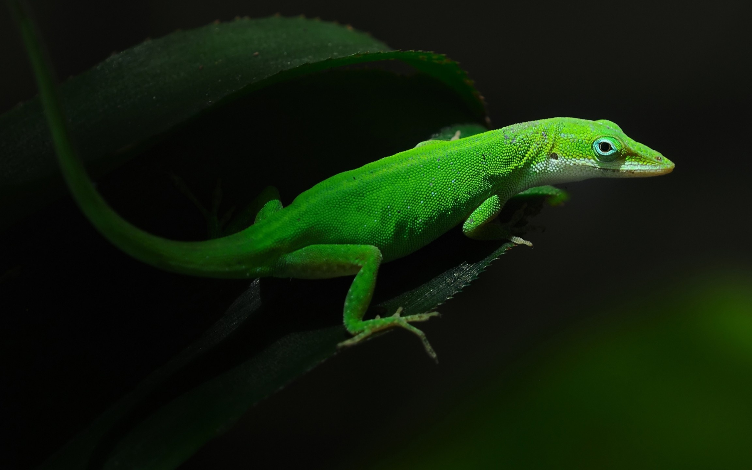 Gecko marvel, Exotic reptile, Captivating patterns, Amazing wallpaper, 2560x1600 HD Desktop