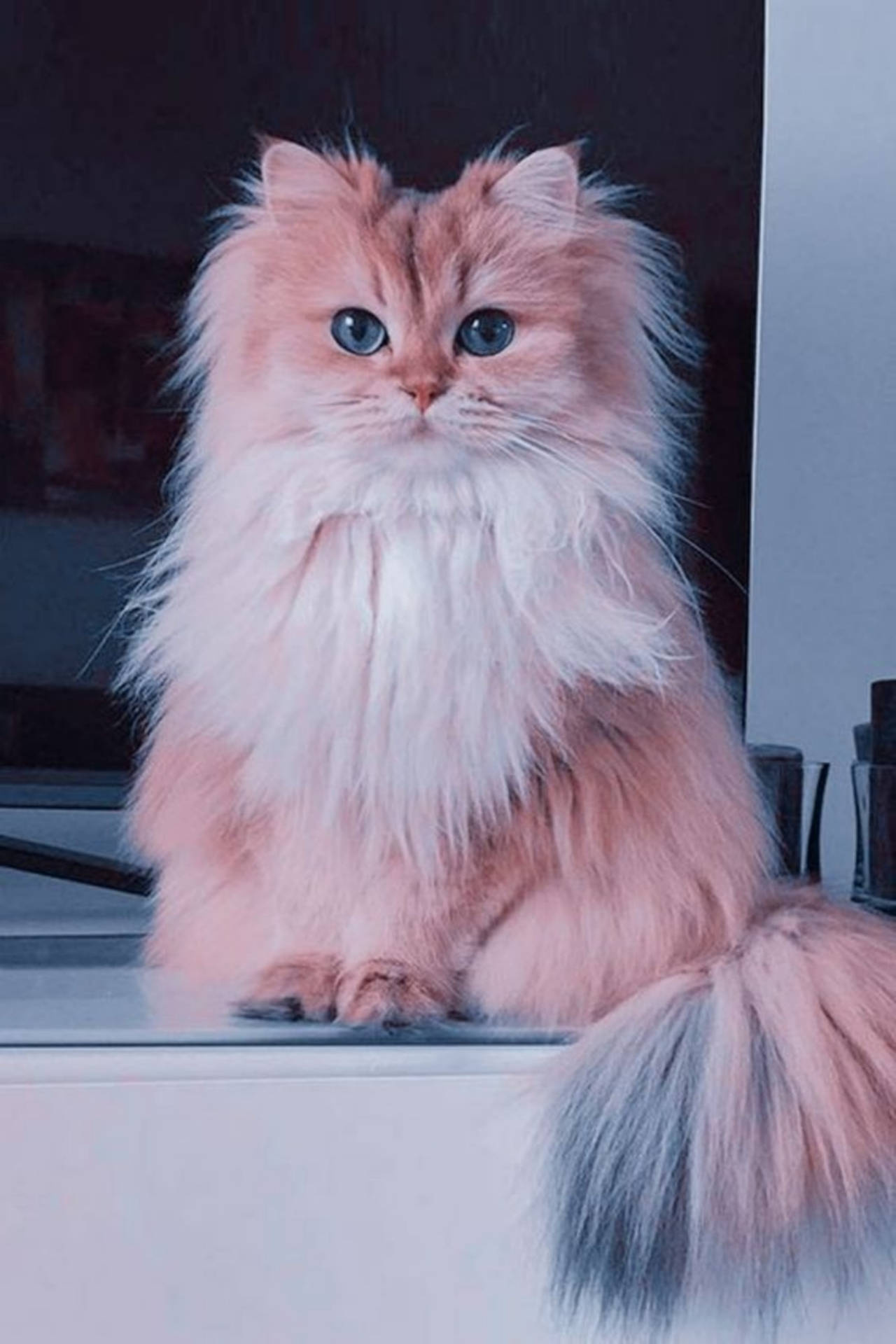 British Longhair cat, bushy plumed tail, blue cat eyes, HD Phone wallpaper
