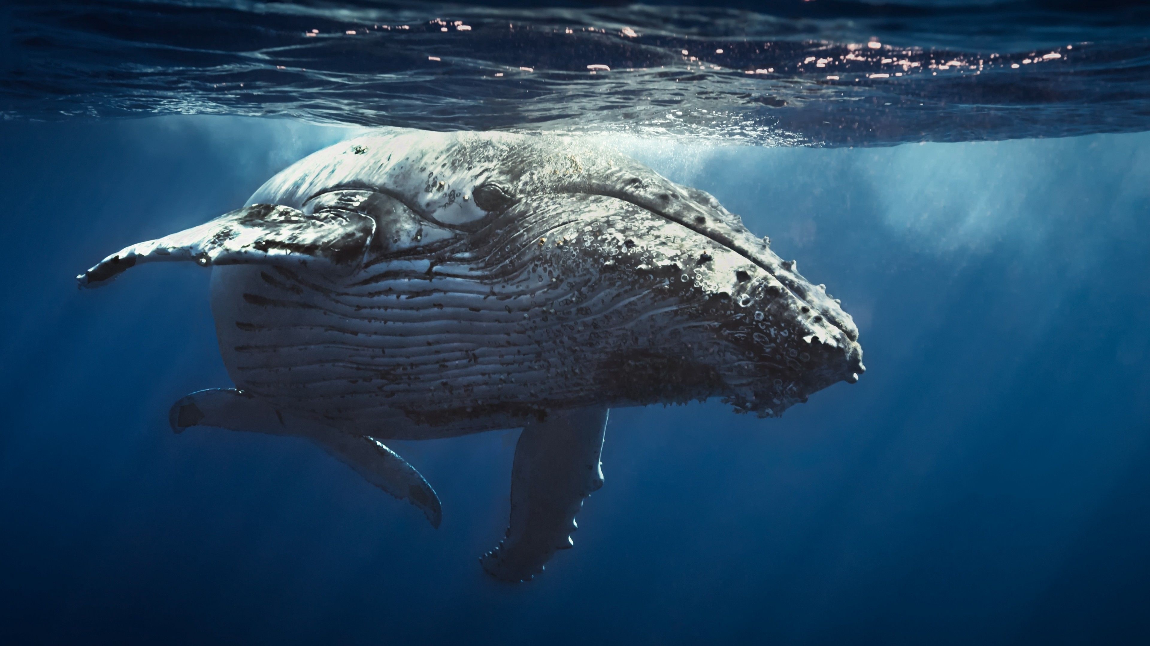 Blue whale, Sea Animals Wallpaper, 3840x2160 4K Desktop