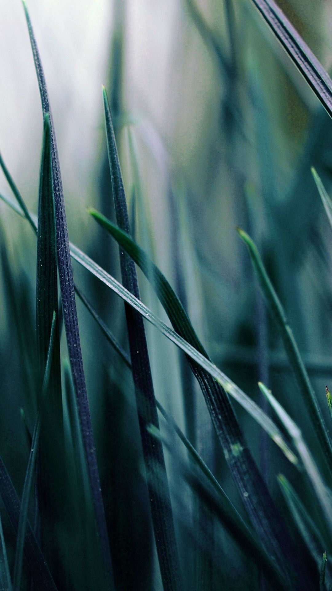 Nature's blue grass, Leaf bokeh, Garden ambiance, Watercolor green backgrounds, 1080x1920 Full HD Phone