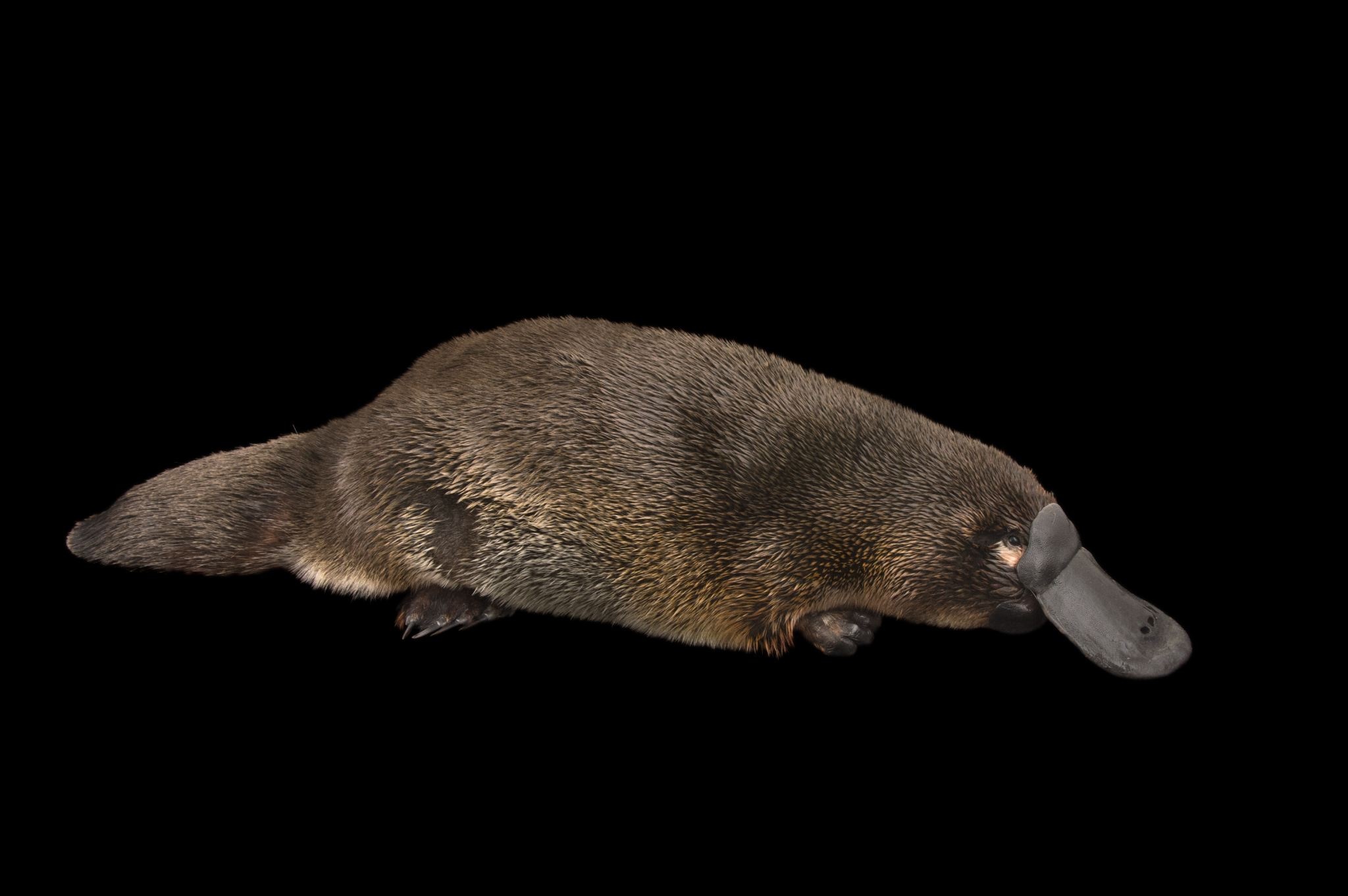 Platypus, Animal HQ pictures, 4K wallpapers, Detailed artwork, 2050x1370 HD Desktop