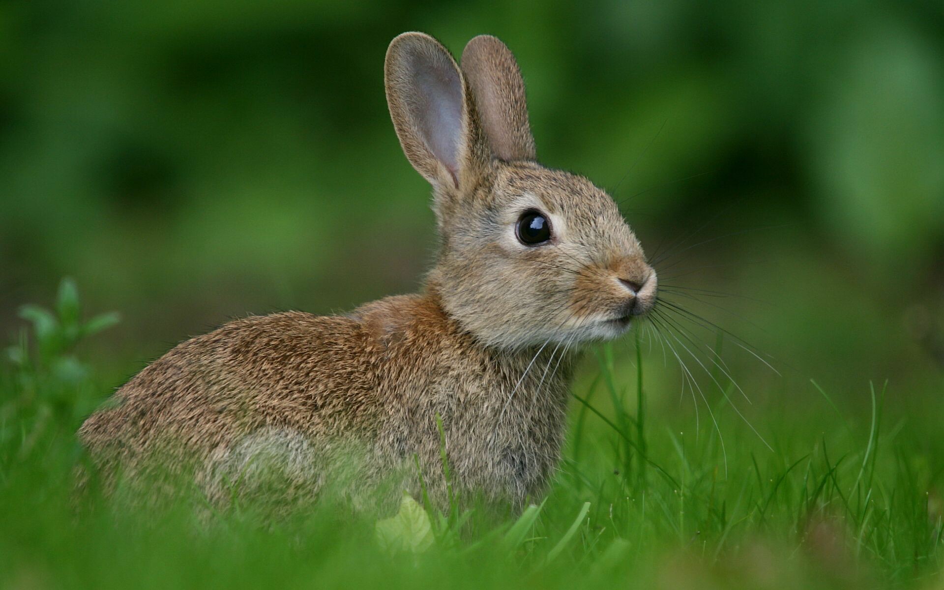 European rabbit, Rabbits Wallpaper, 1920x1200 HD Desktop