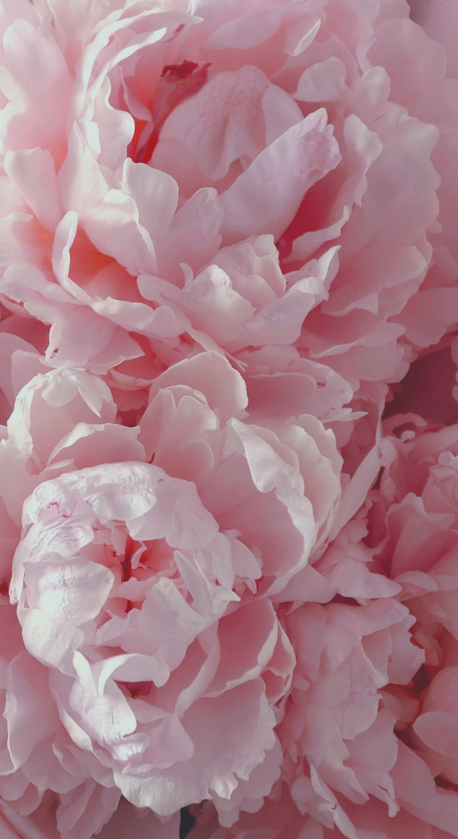 Pale pink peony blooms, Ruffled overlapping petals, Soft blush palette, HD Phone wallpaper