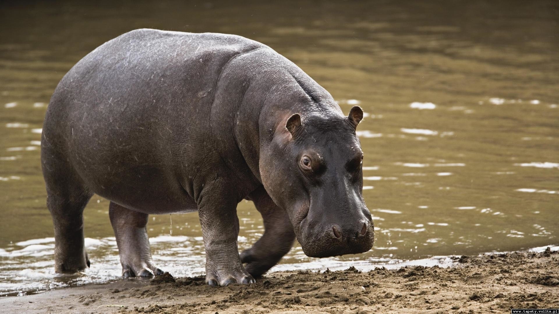 Hippo HD wallpaper, High-definition image, Stunning background, Wildlife beauty, 1920x1080 Full HD Desktop