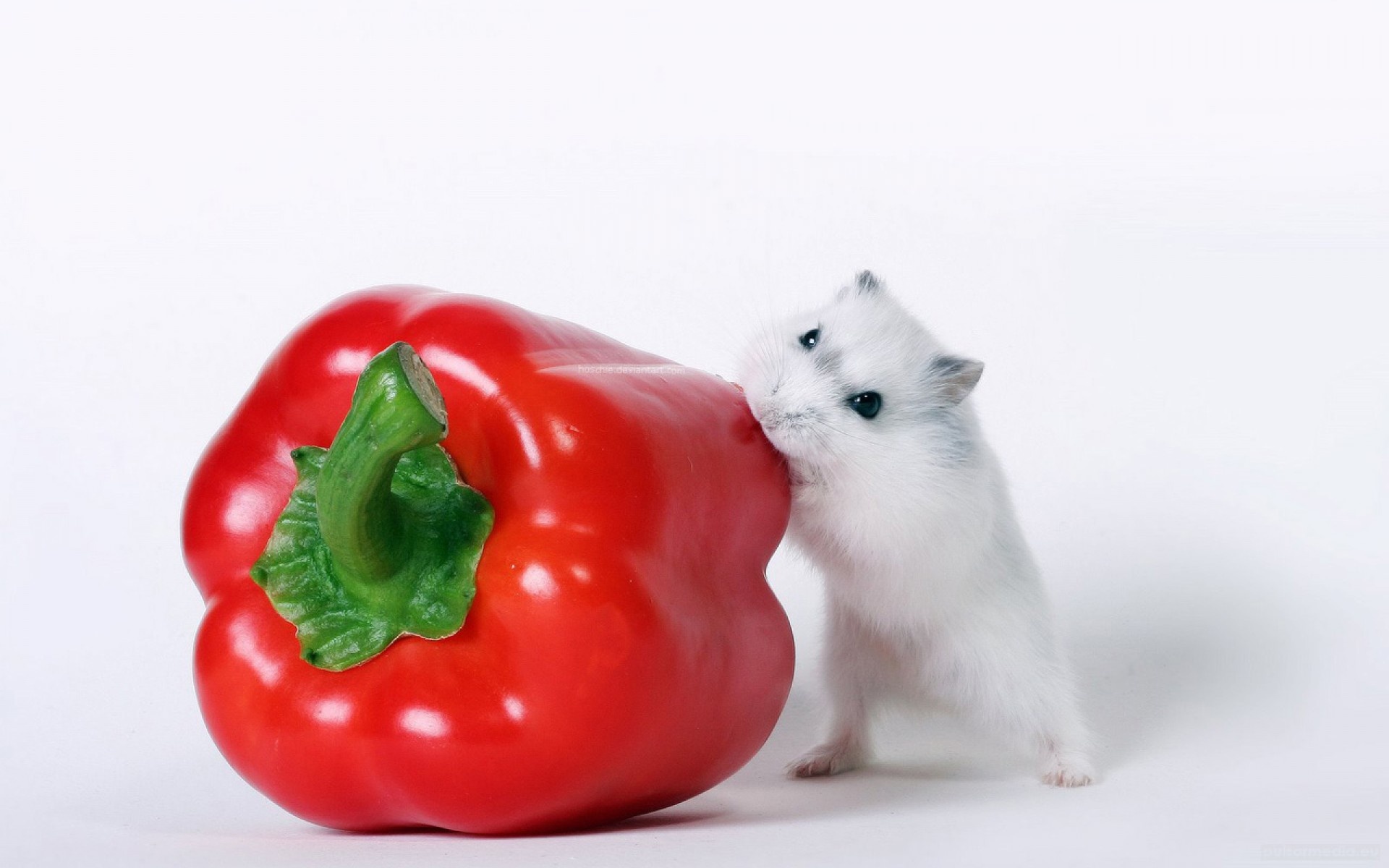 Bell pepper, Hamsters Wallpaper, 1920x1200 HD Desktop