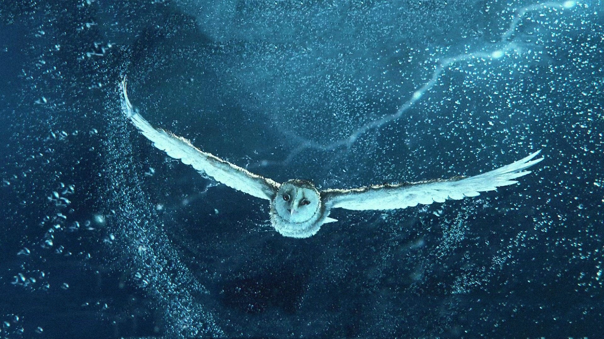 Water, Nature birds, Owls wallpaper, Guardian owls of GaHoole, 1920x1080 Full HD Desktop