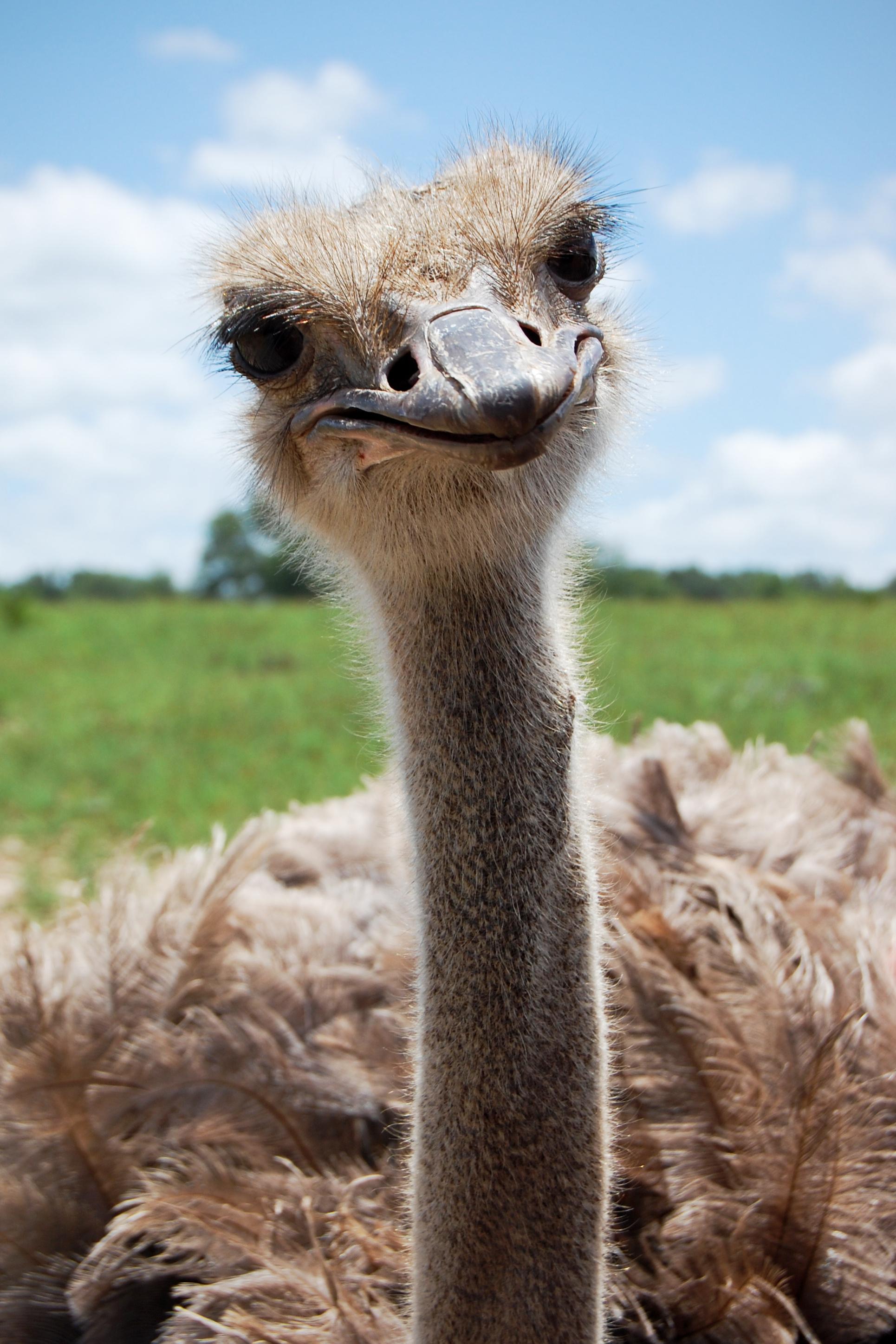 Ostrich beak, Avian species, Large bird, Unique appendage, 1930x2900 HD Phone