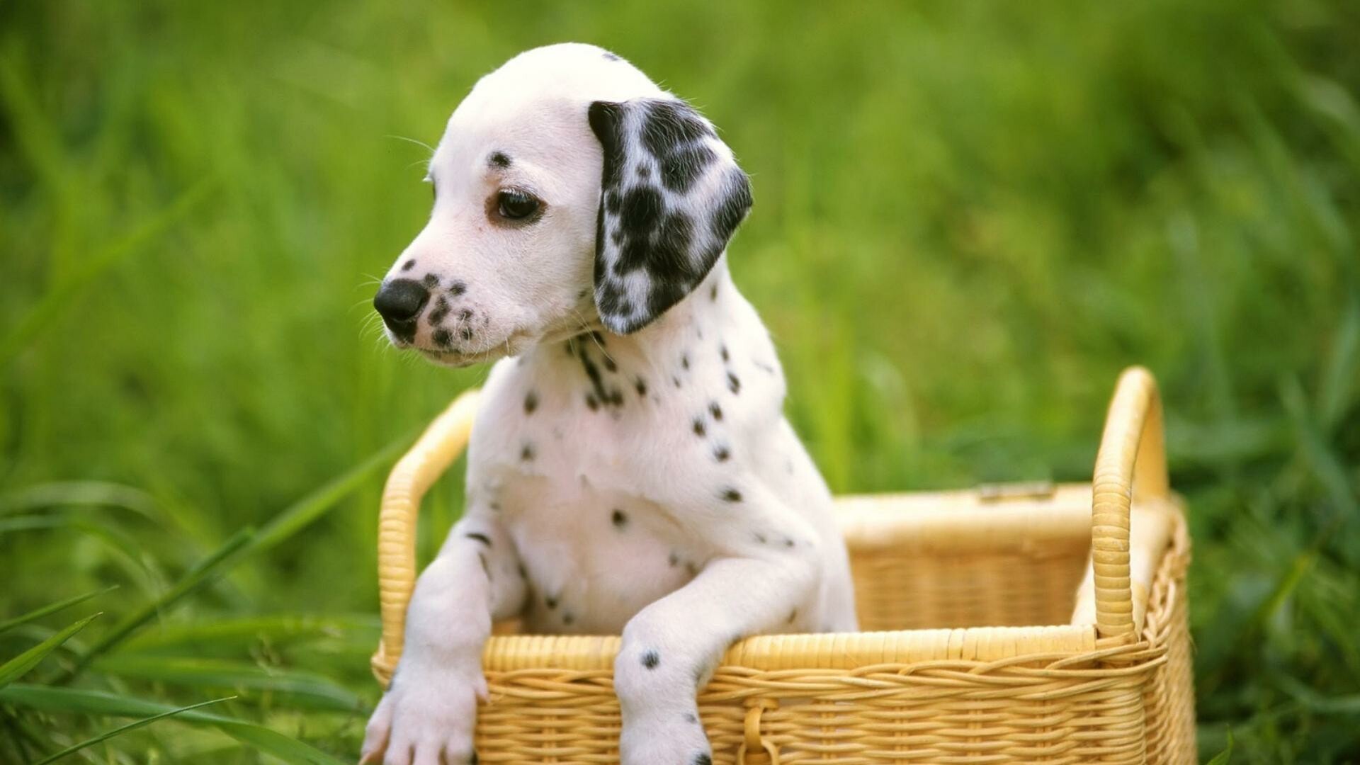 Dalmatian, Puppies Wallpaper, 1920x1080 Full HD Desktop