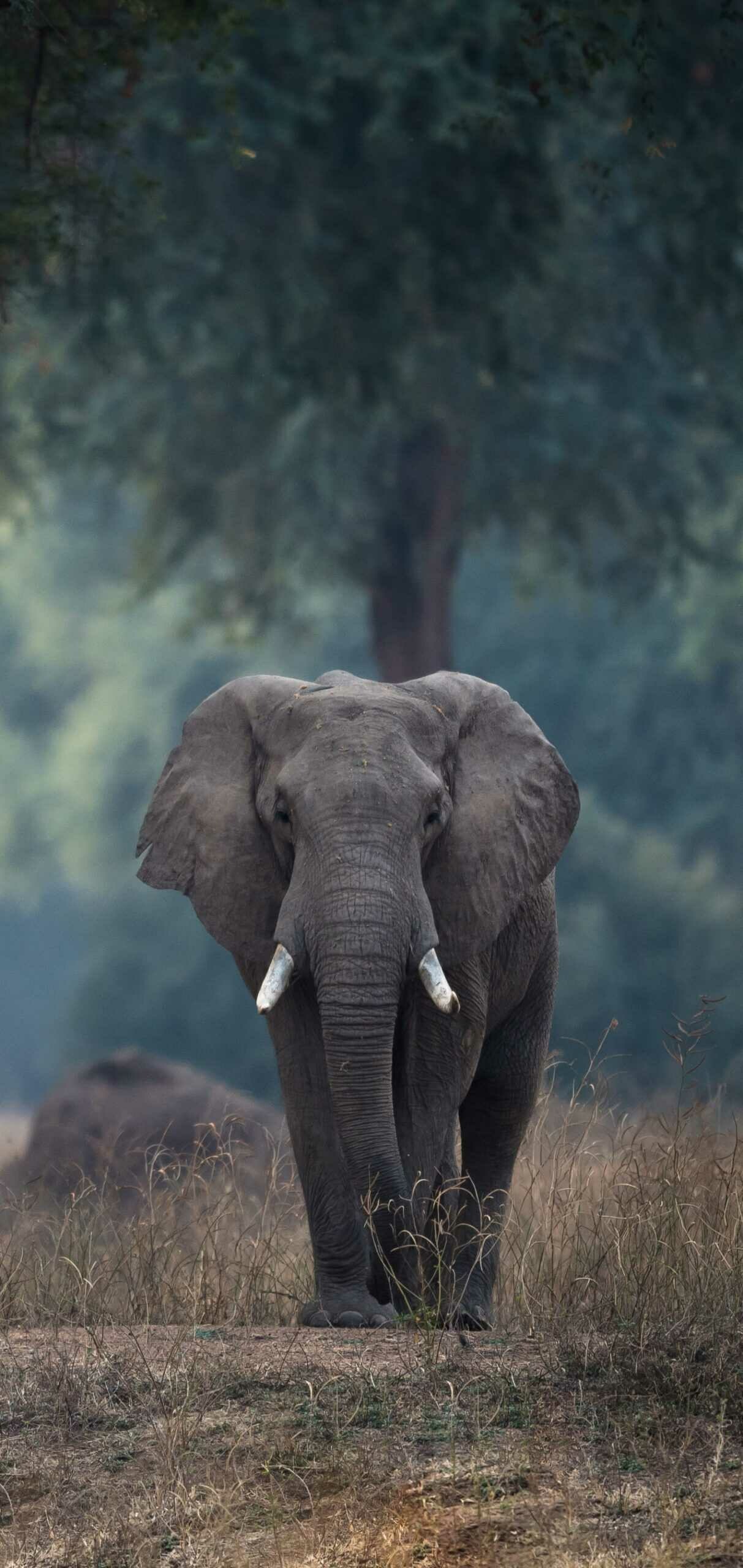 Elephant wallpaper, Natural beauty, African wildlife, Desktop backgrounds, 1220x2560 HD Phone