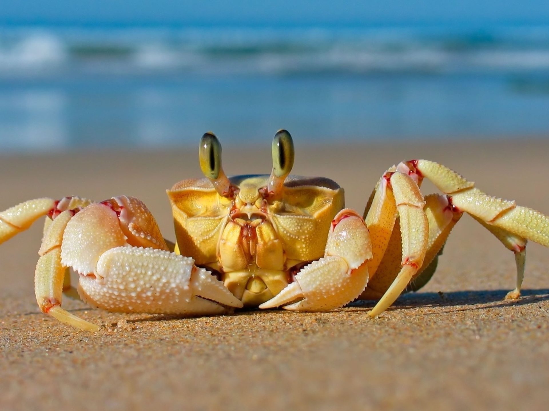 Crab, Sea Animals Wallpaper, 1920x1440 HD Desktop