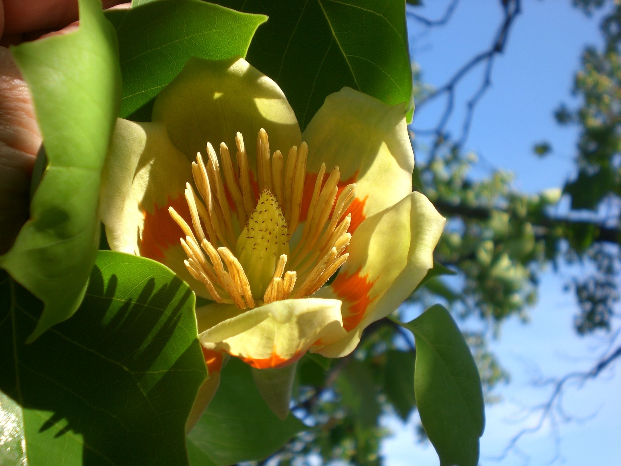 Tulip Tree, Native to Kentucky, 2050x1540 HD Desktop