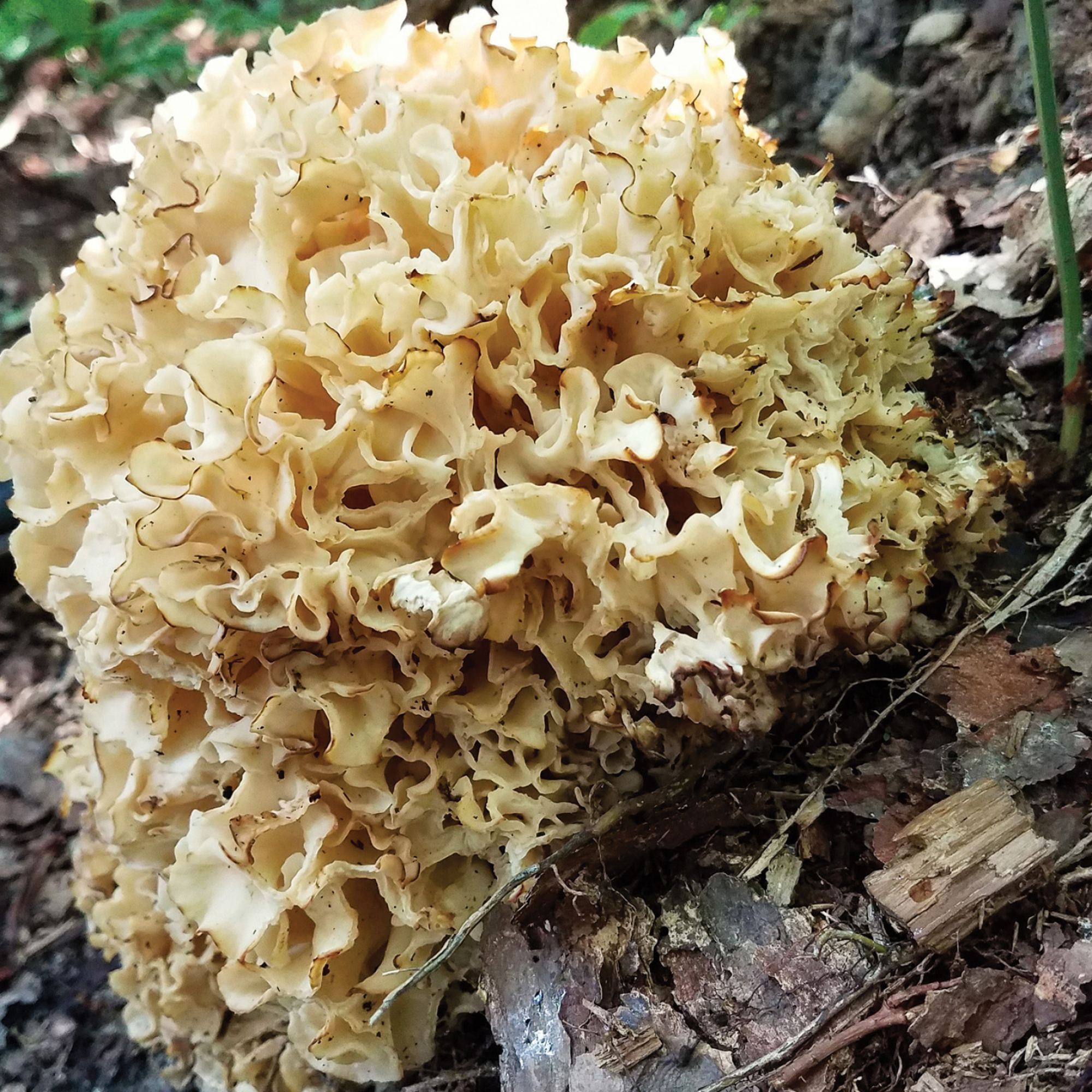 Cauliflower mushroom recoil, Offgrid, Food, 2000x2000 HD Phone