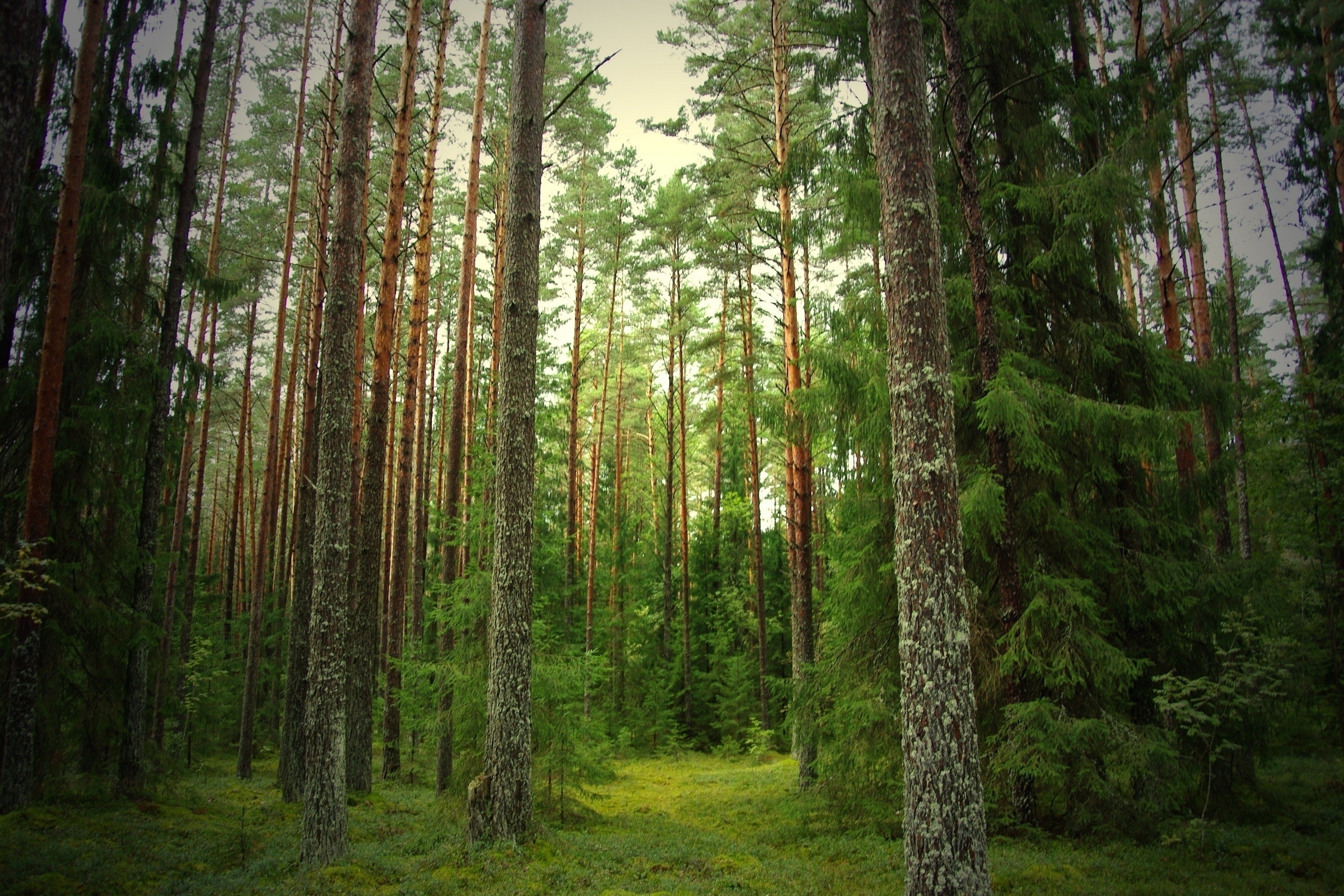 lichen covered pine trunks, mossy forest floor, dense green coniferous forest, HD Desktop wallpaper