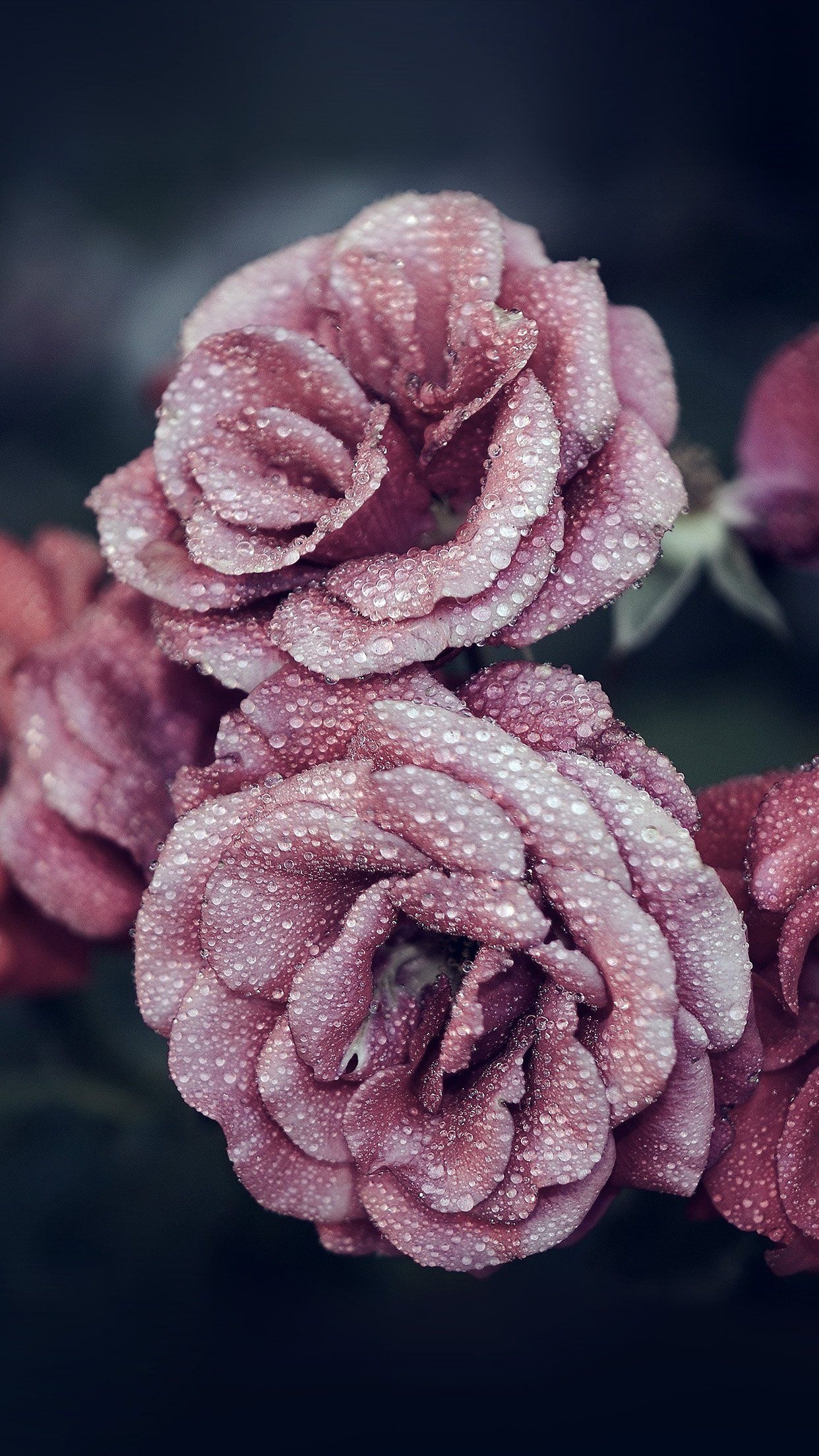 Dew-covered pink roses, Macro water droplets, Dark moody floral background, HD Phone wallpaper