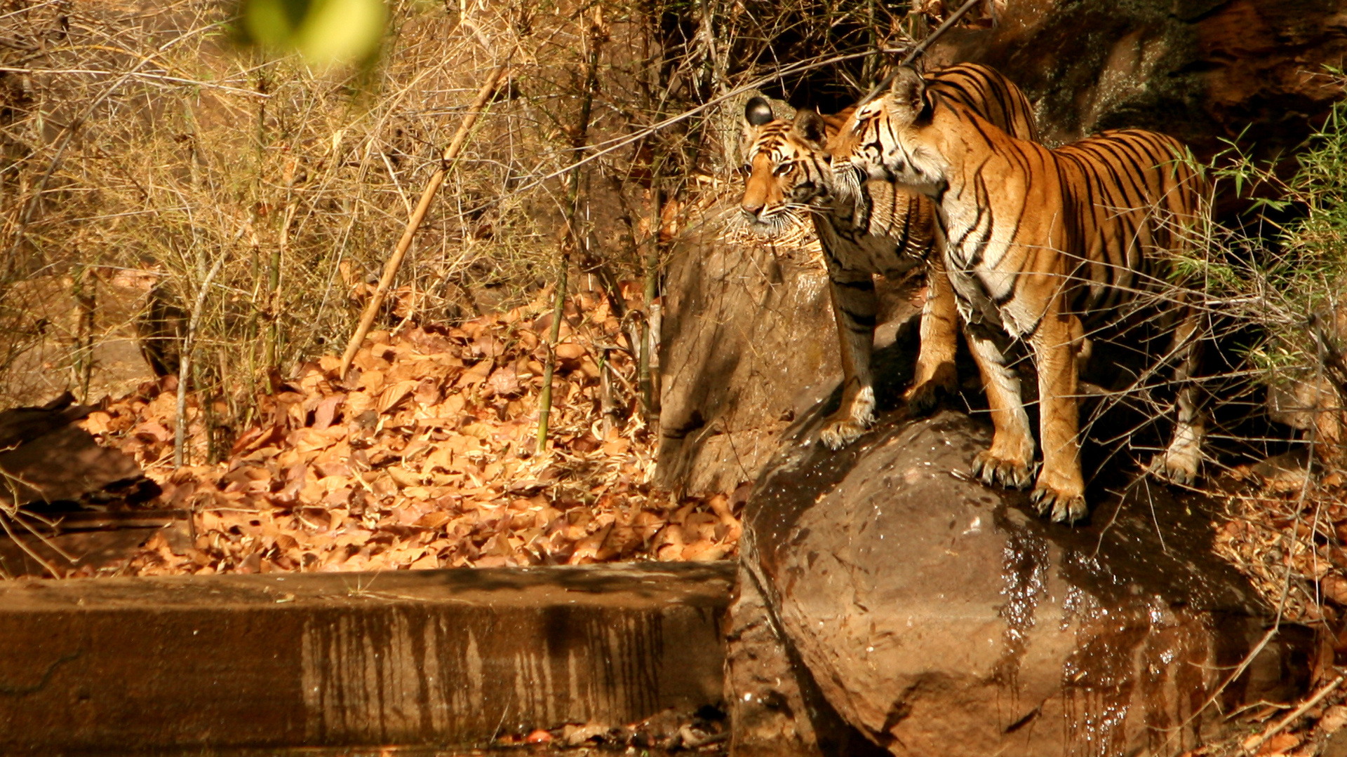 Chitwan National Park, Jeep safari, Wildlife spotting, Nature conservation, 1920x1080 Full HD Desktop