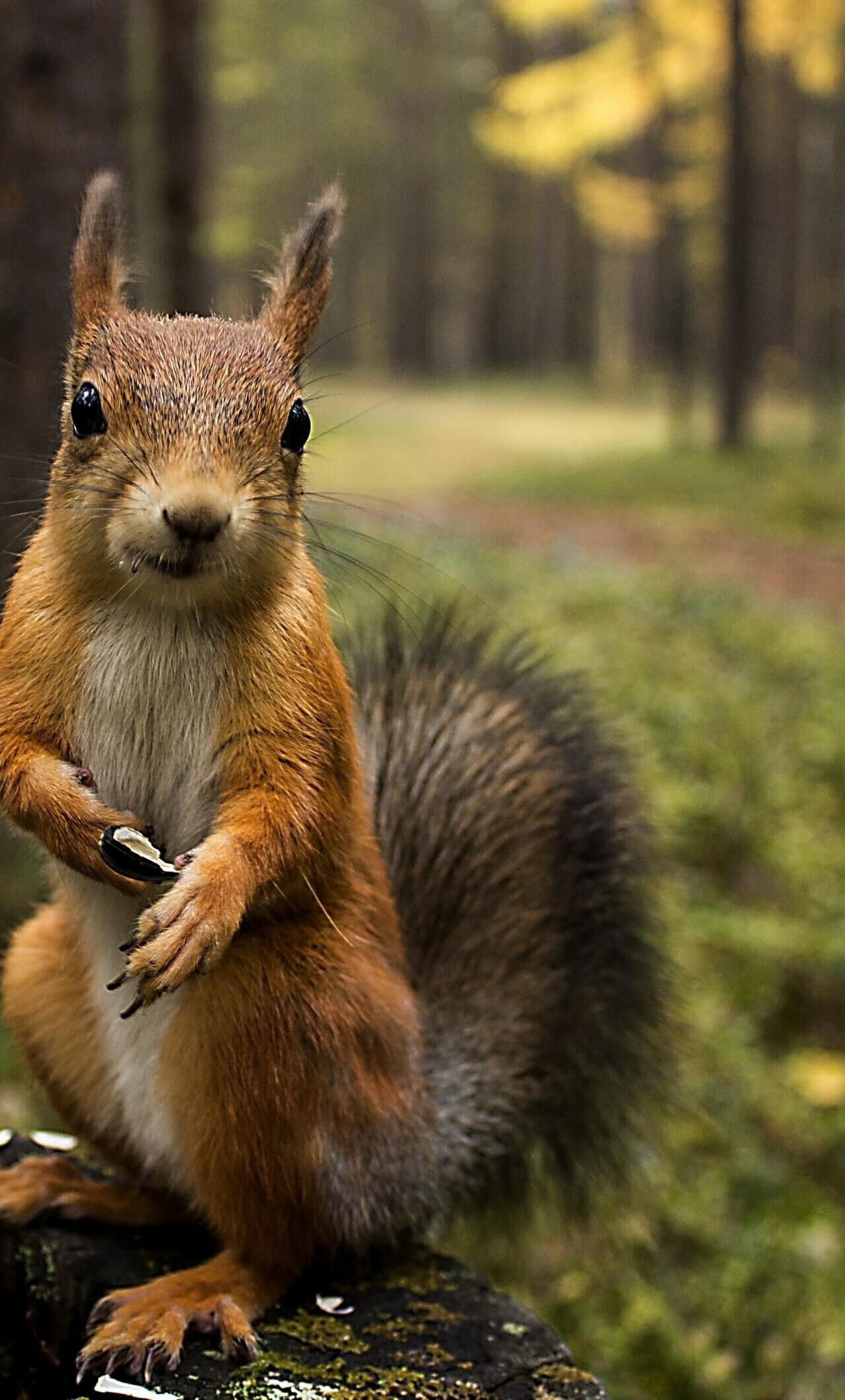 Squirrel's summer shopping, Wallpaper delight, HD beach scene, Cosmopolitan critter, 1280x2120 HD Phone