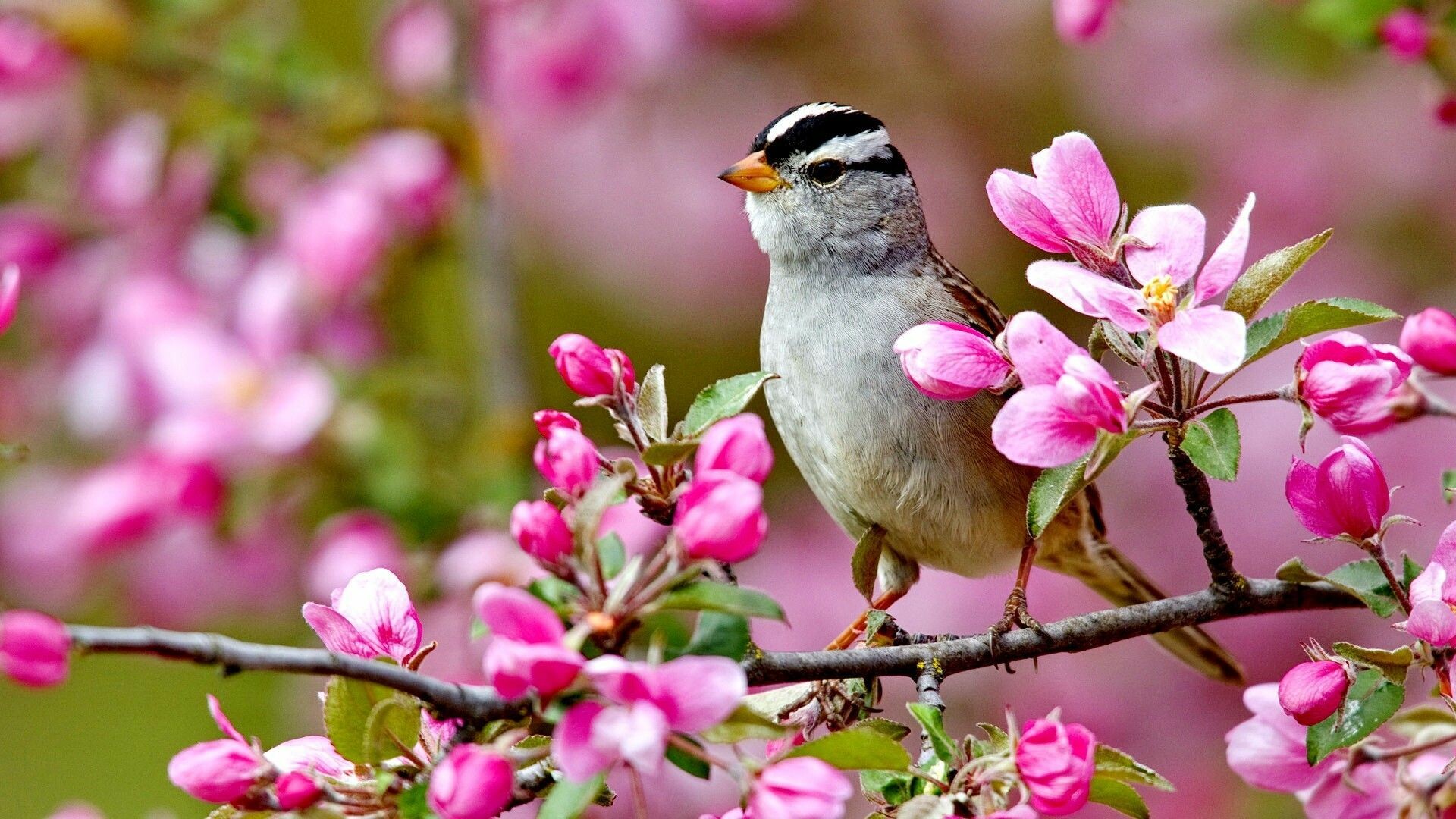 White-crowned Sparrow, Spring Wallpaper, 1920x1080 Full HD Desktop