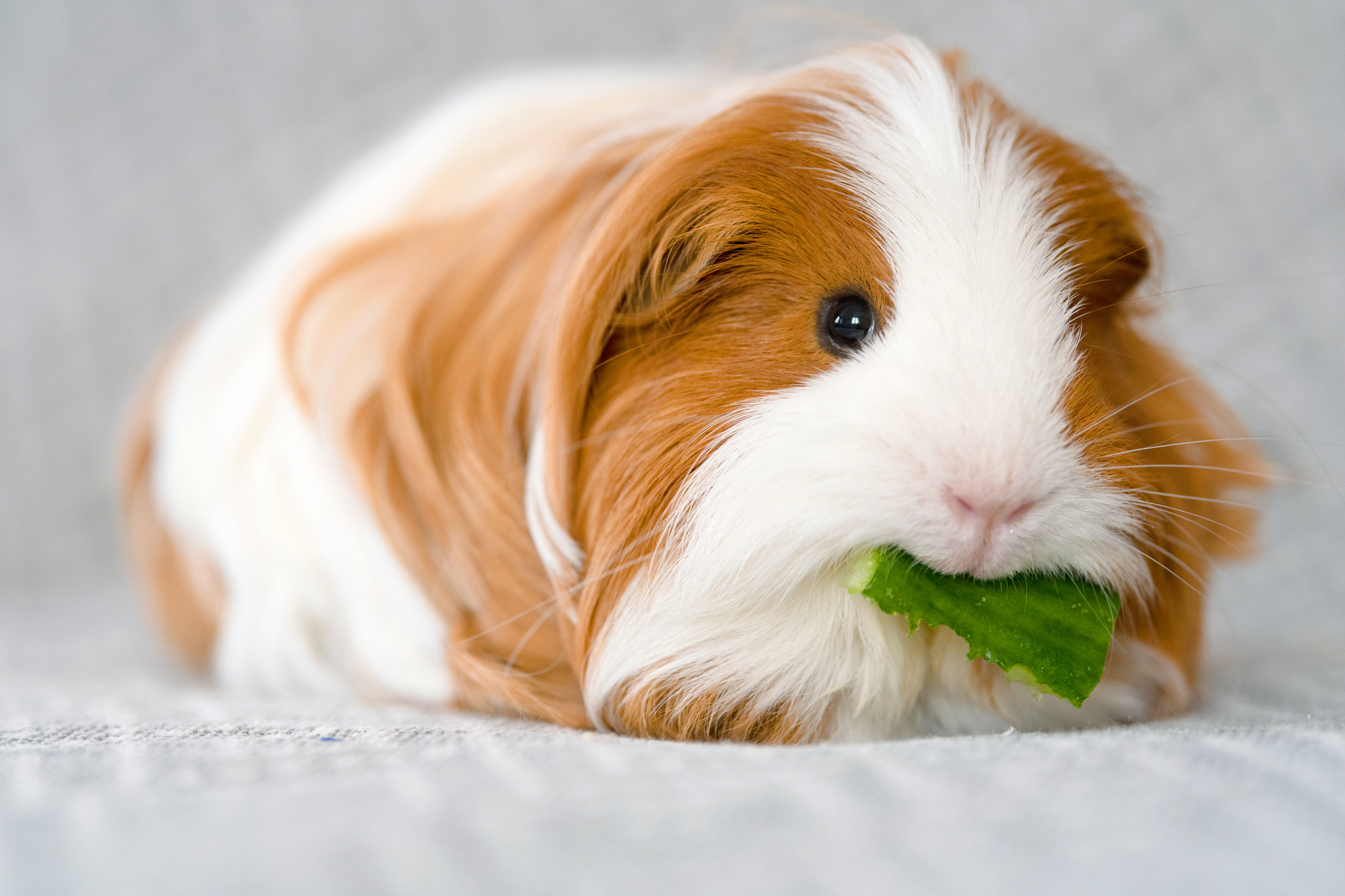 Guinea Pig, Guinea pig breeds, Perfect pets, Piggy variety, 2120x1420 HD Desktop