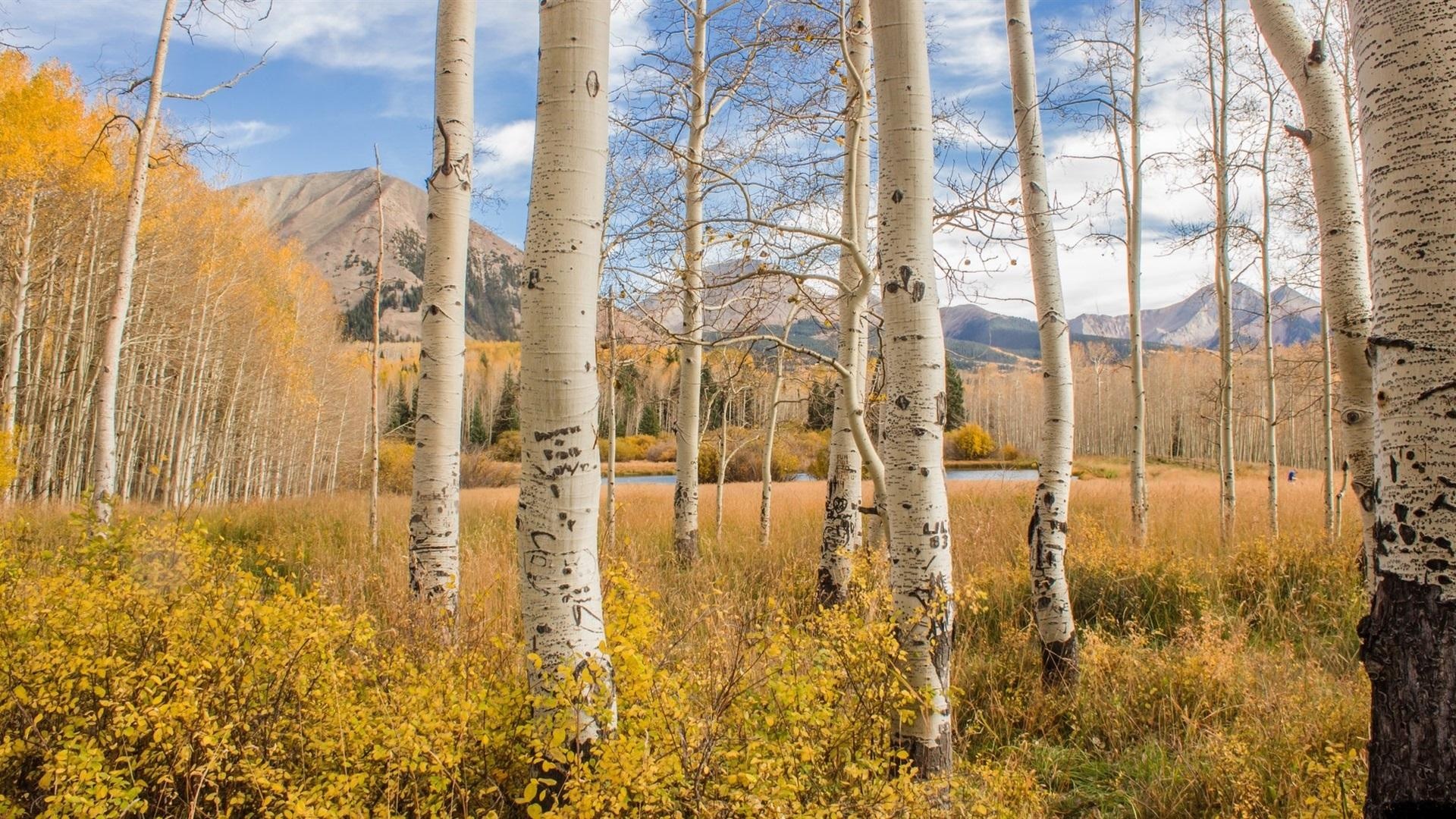 Birch trees, Wooden wonder, Majestic beauty, Nature's art, 1920x1080 Full HD Desktop