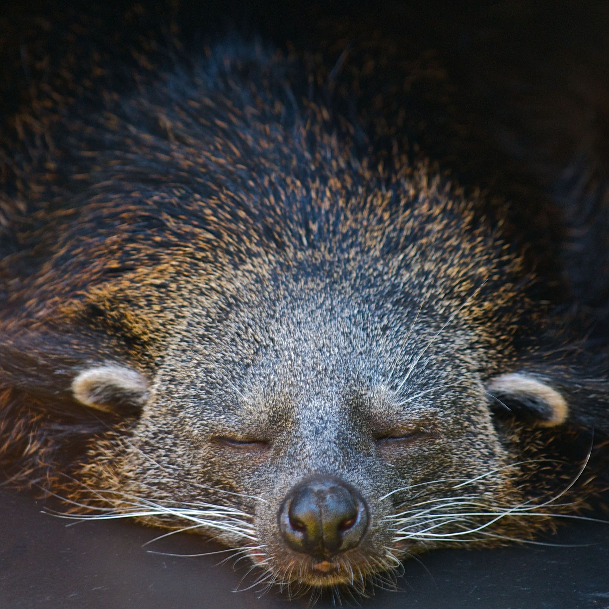 Binturong, Incredible ideas, Mammal, Wild animal, 2050x2050 HD Phone