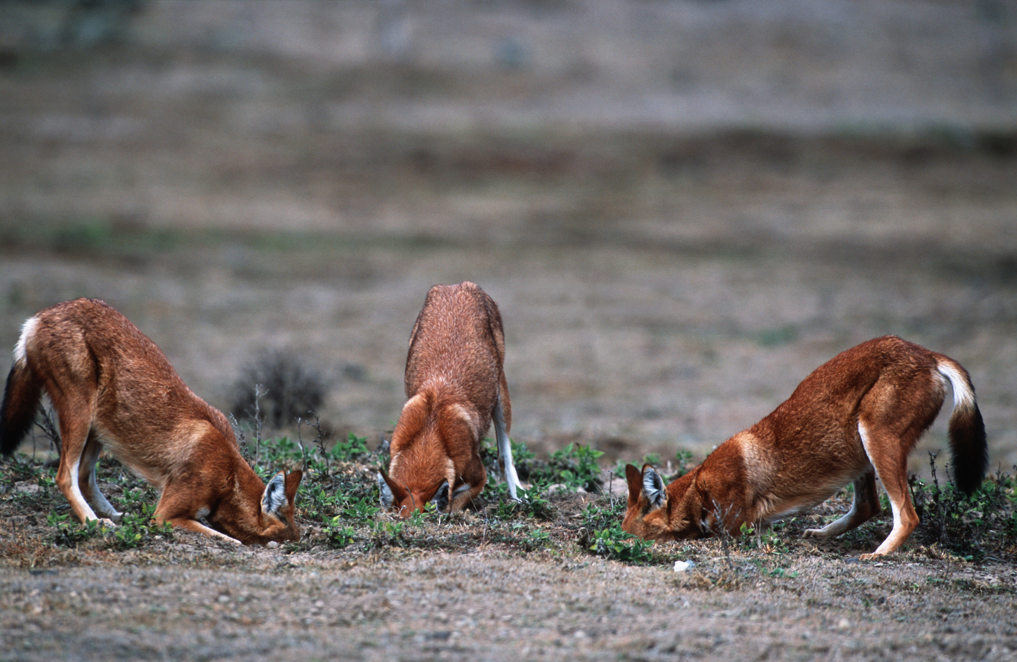 Bale Mountains National Park, Fanos Ethiopia Tours, Trekking, Wildlife, 2050x1340 HD Desktop