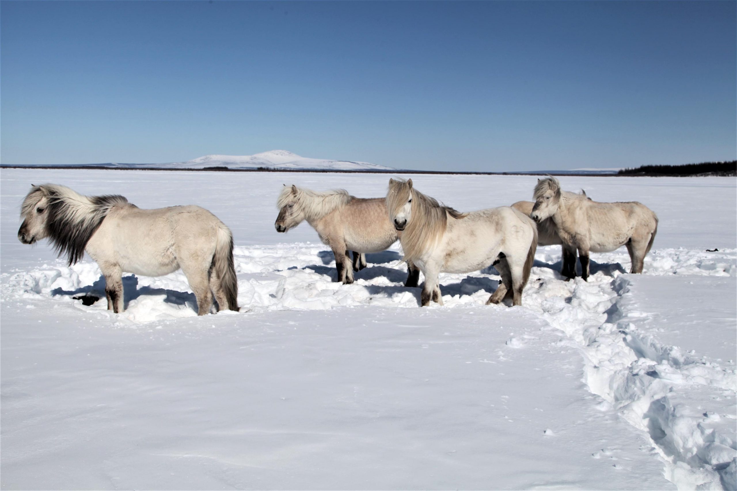 Permafrost, Horses in the Snow Wallpaper, 2560x1710 HD Desktop