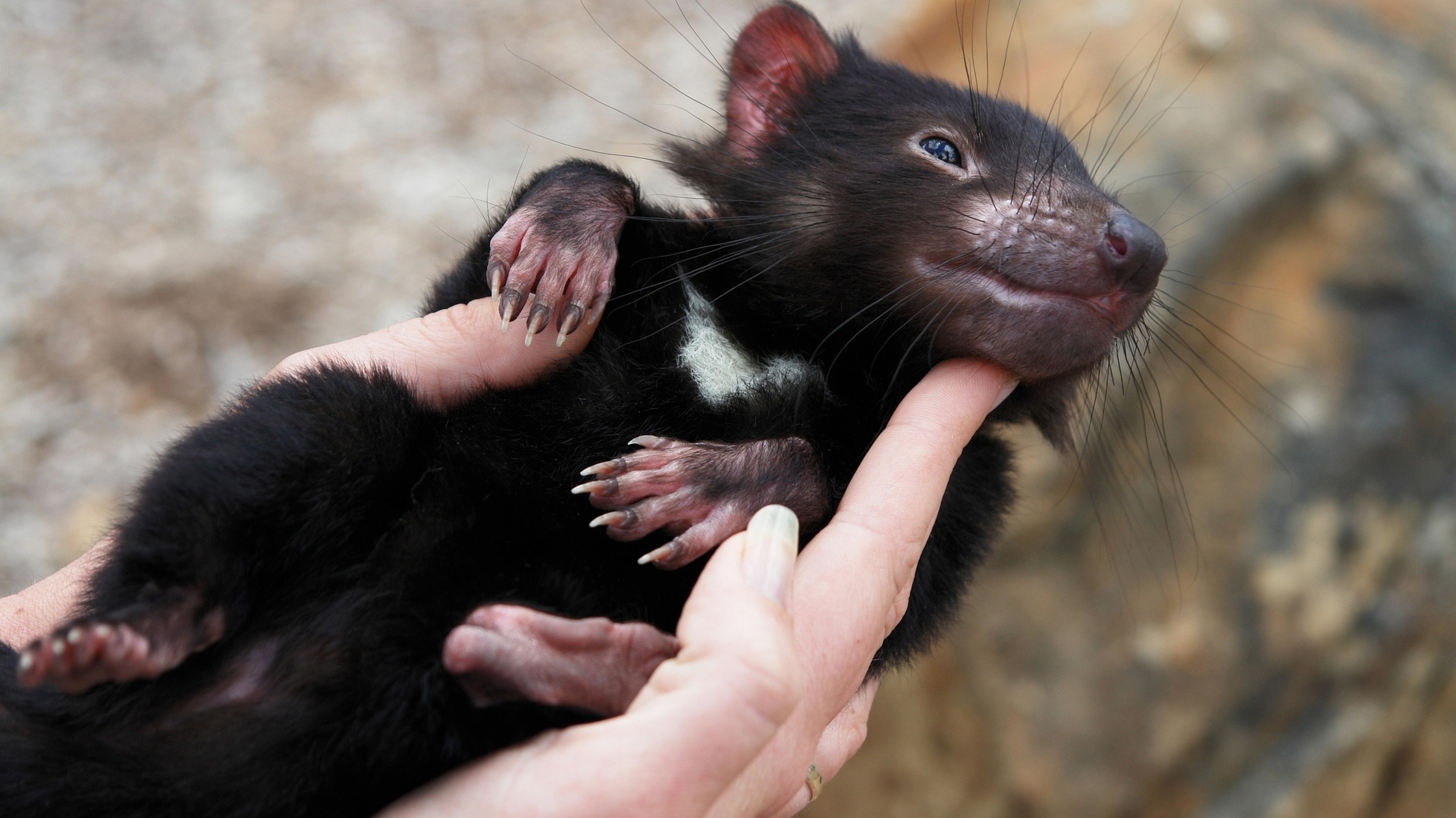 Tasmanian Devil wallpapers, High-quality Devil images, Free wallpapers download, Devil-themed backgrounds, 1920x1080 Full HD Desktop