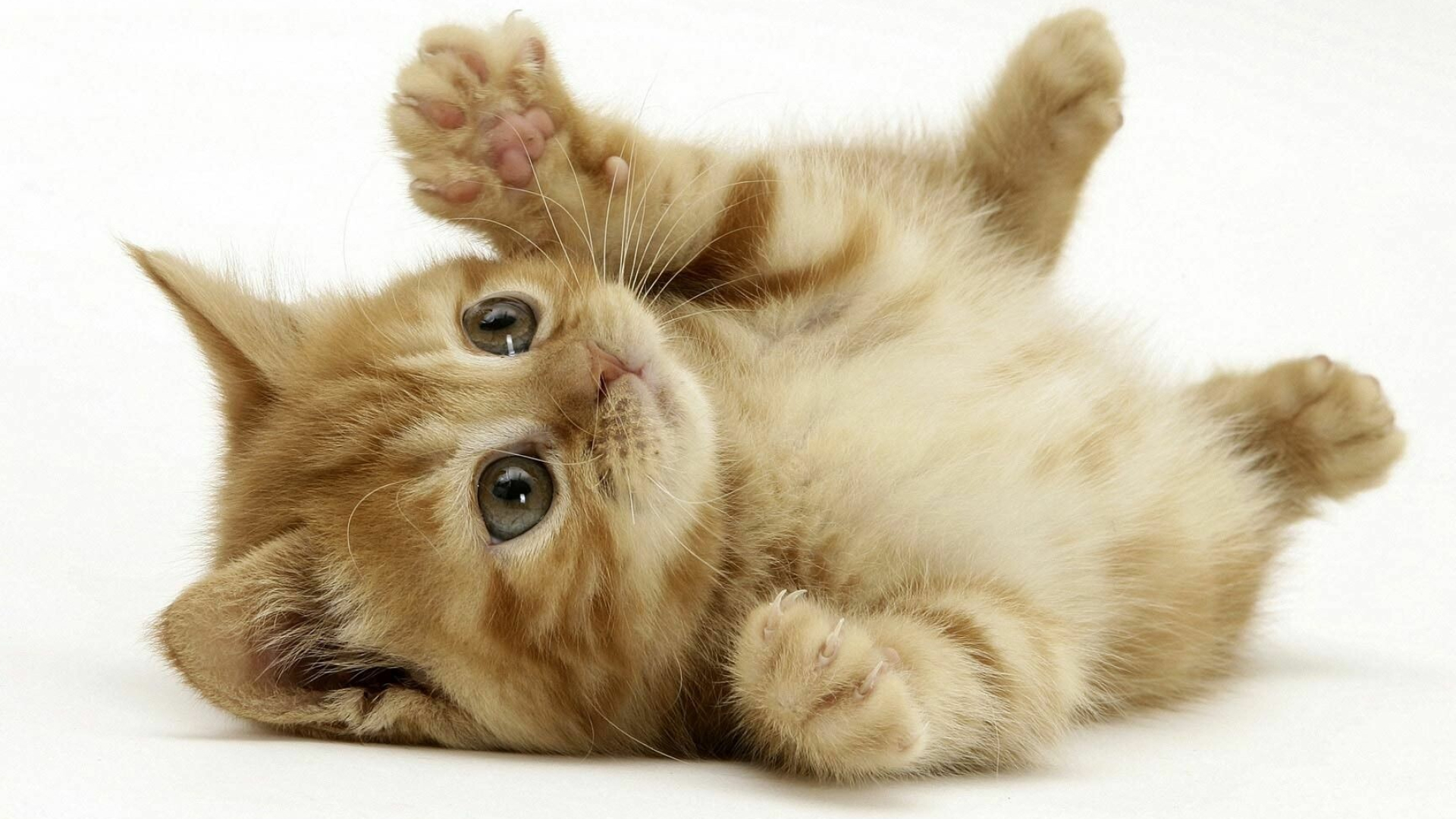 Small kitten wallpapers, Lovely pet, Adorable feline, Precious little cutie, 1920x1080 Full HD Desktop