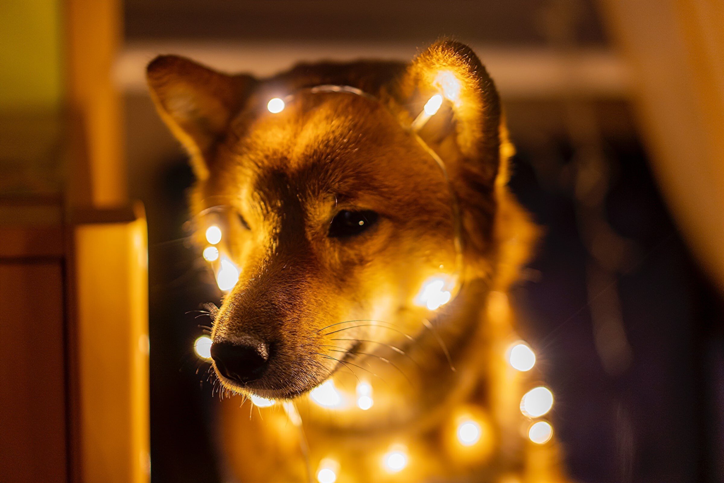 Lights, Shibas Wallpaper, 2400x1600 HD Desktop
