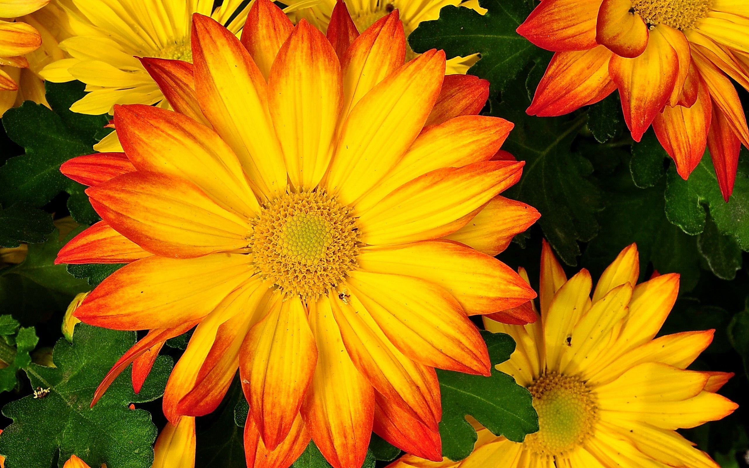 Orange yellow chrysanthemum, Yellow autumn chrysanthemum, Green chrysanthemum foliage, HD Desktop wallpaper