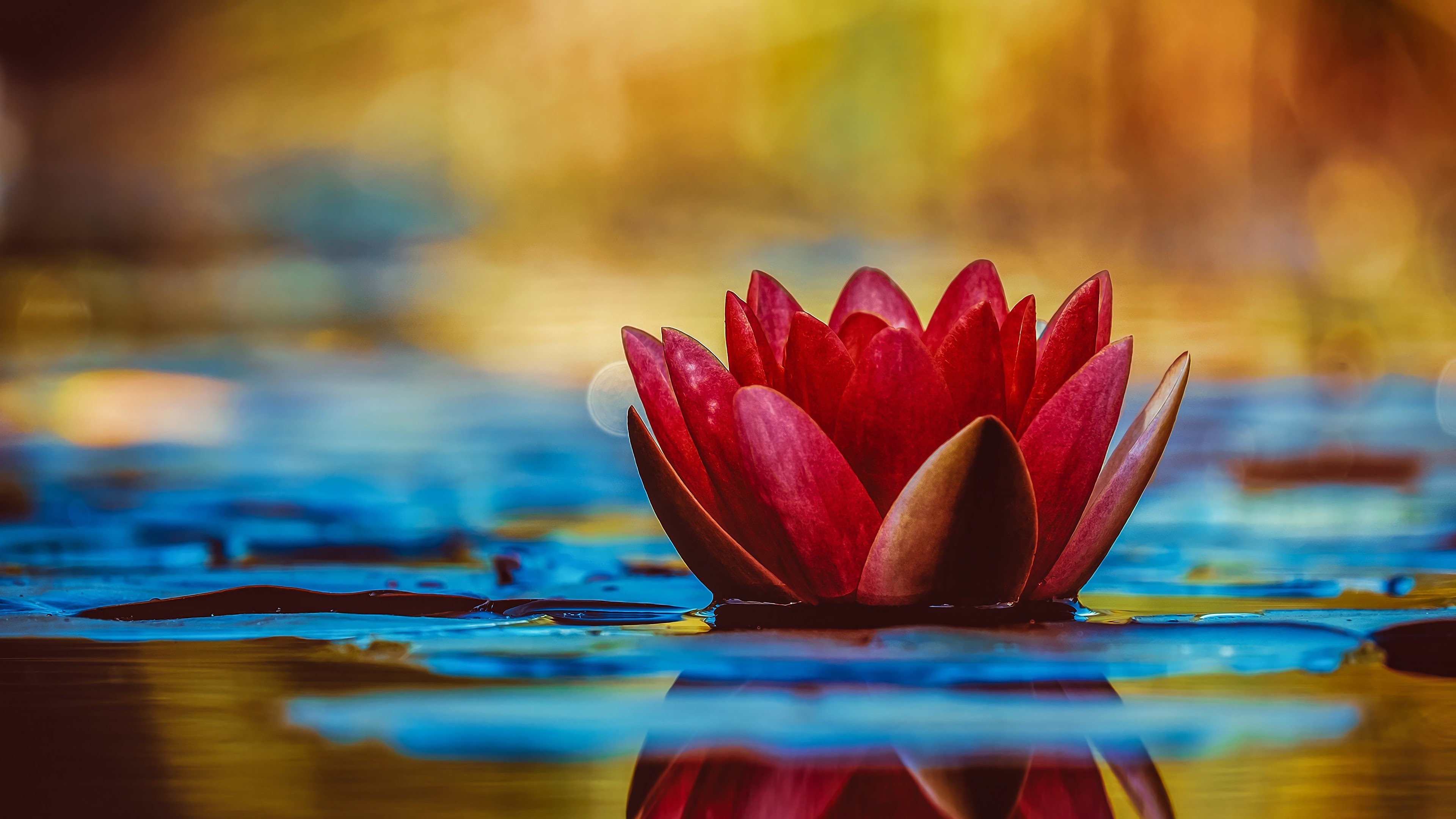 Lotus nature plant, 4K wallpaper, 3840x2160 4K Desktop