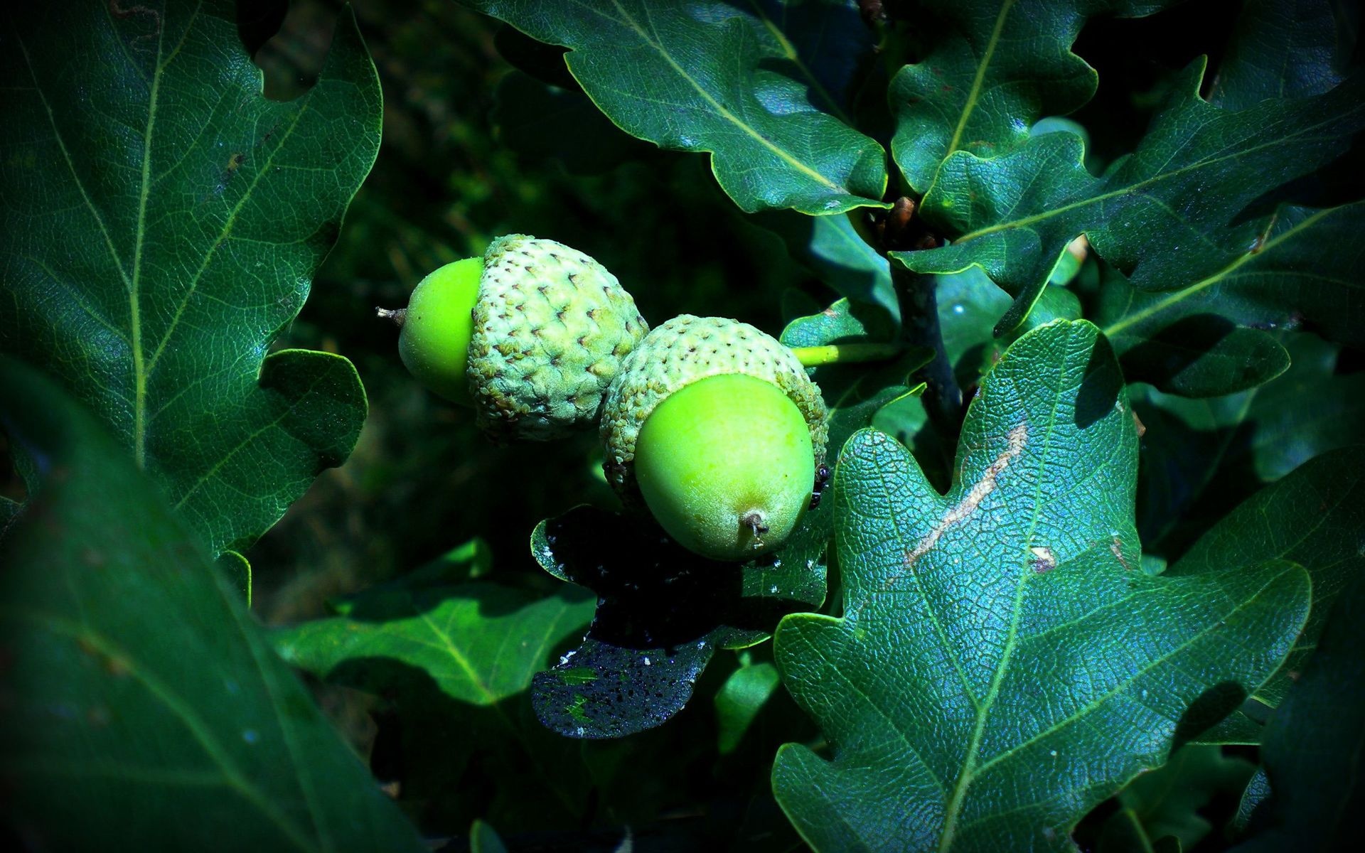 English oak, Acorns Wallpaper, 1920x1200 HD Desktop