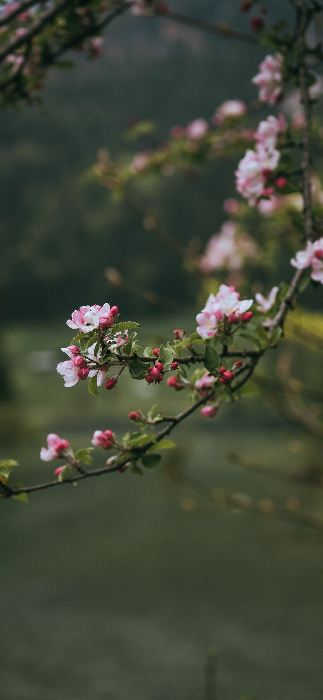 Spring phone wallpaper, Vibrant colors, Phone background, Nature's serenity, 1080x2340 HD Phone