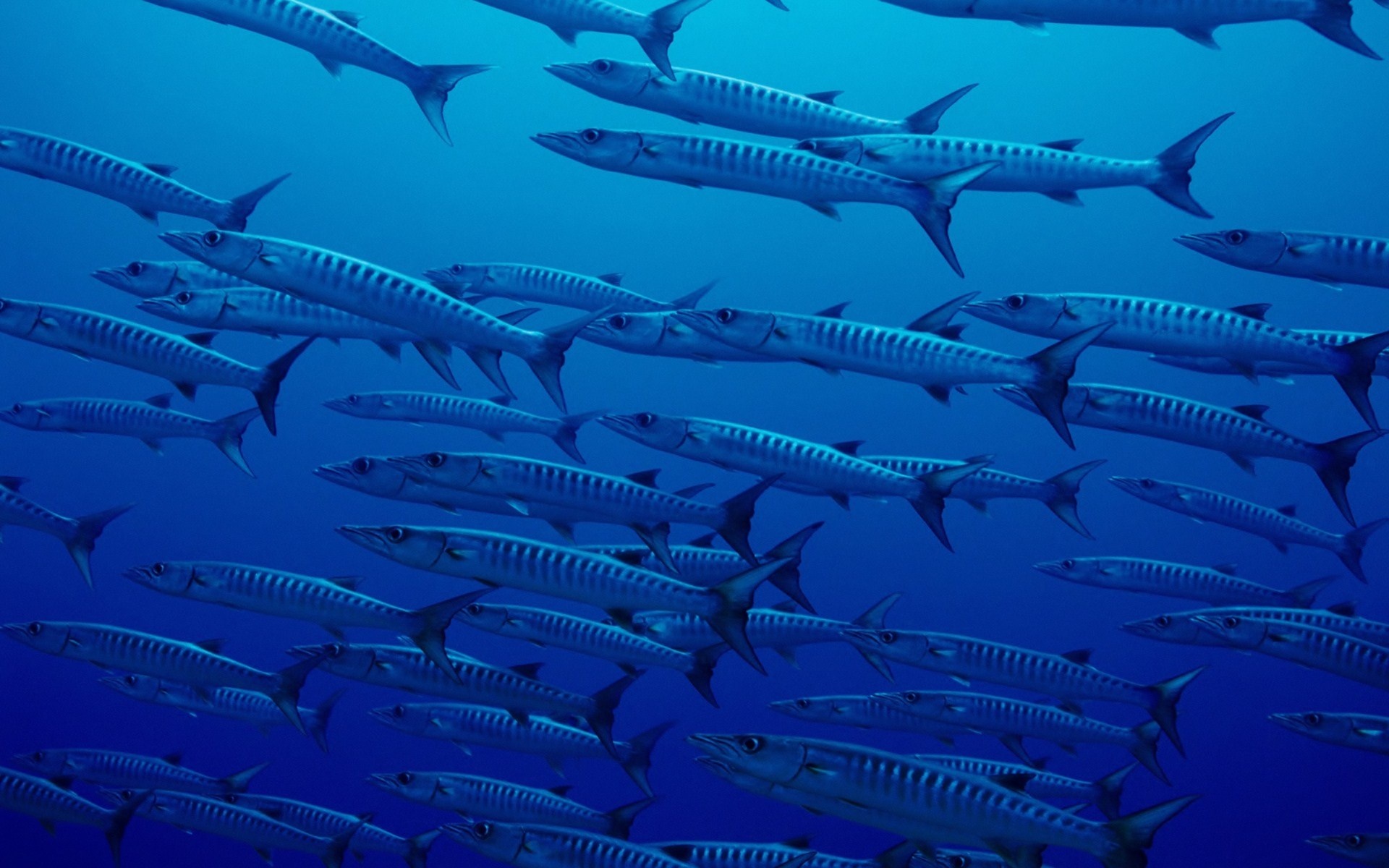 Schooling barracuda, Silver torpedo bodies, Deep blue water, HD Desktop wallpaper