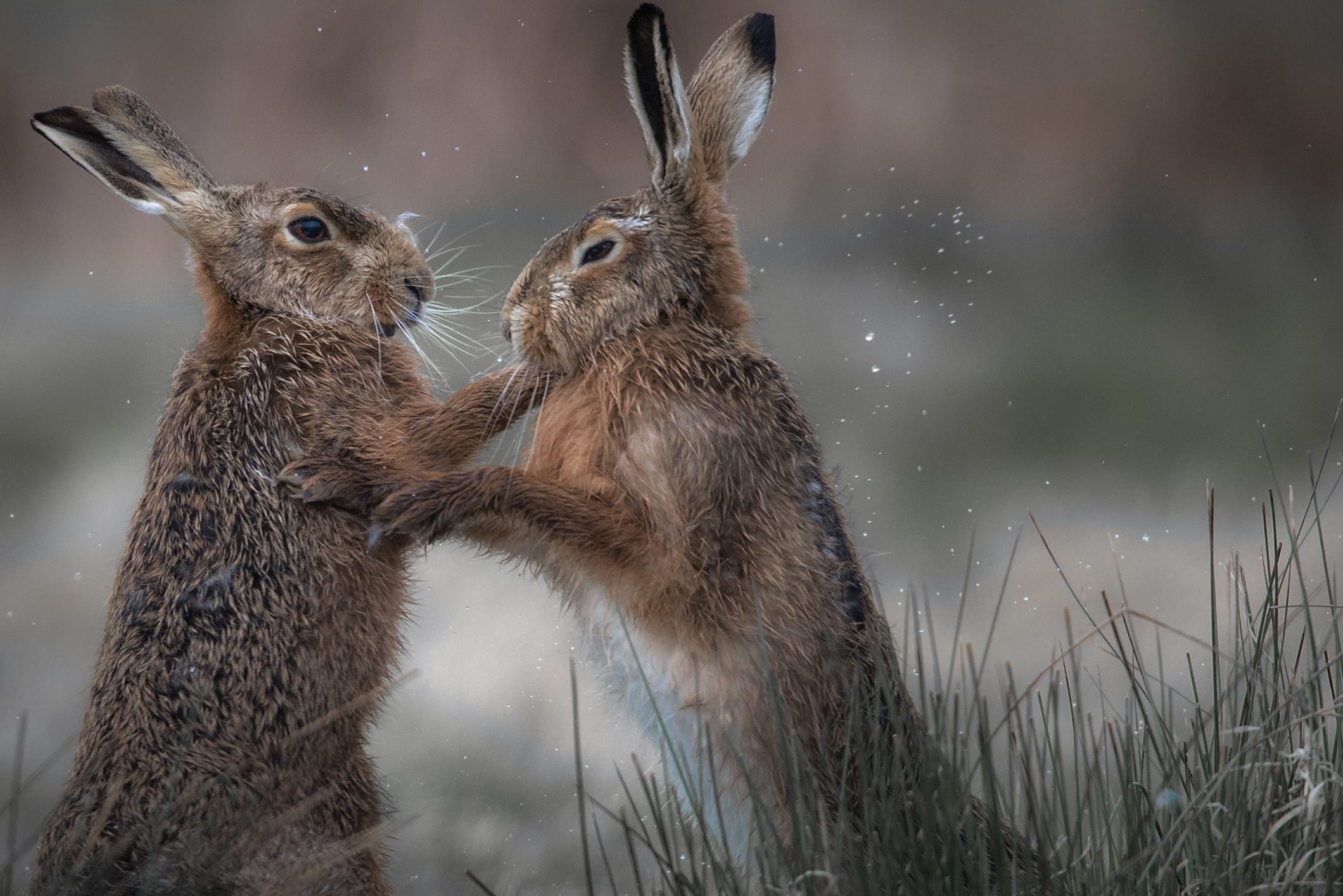Boxing, Hares Wallpaper, 2120x1420 HD Desktop