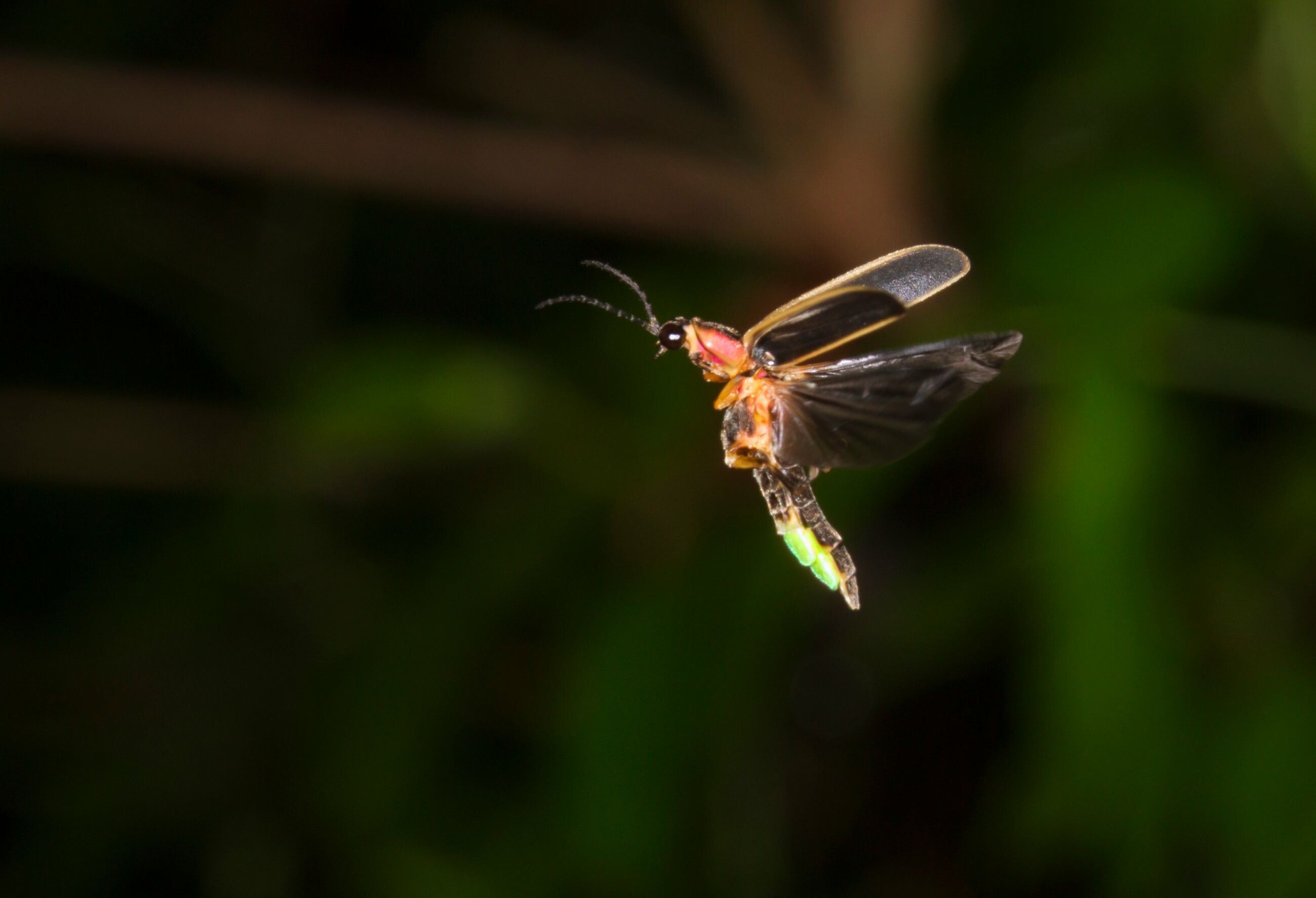 Leuchtende Glhwrmchen, Natrliche Lichtphnomene, Wissenschaftliche Erkundung, Faszinierende Insekten, 2600x1780 HD Desktop