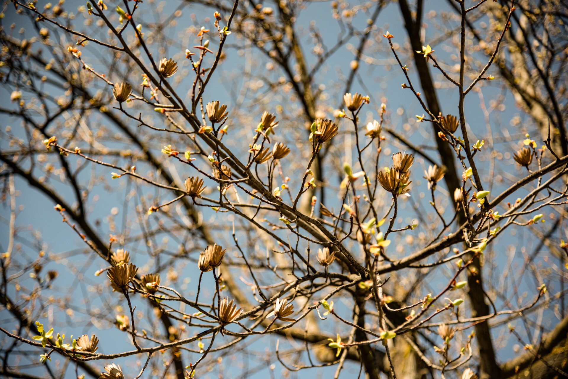 Tulip Tree, Cold Stream Farm, Deciduous Trees, Liriodendron Tulipifera, 1920x1290 HD Desktop