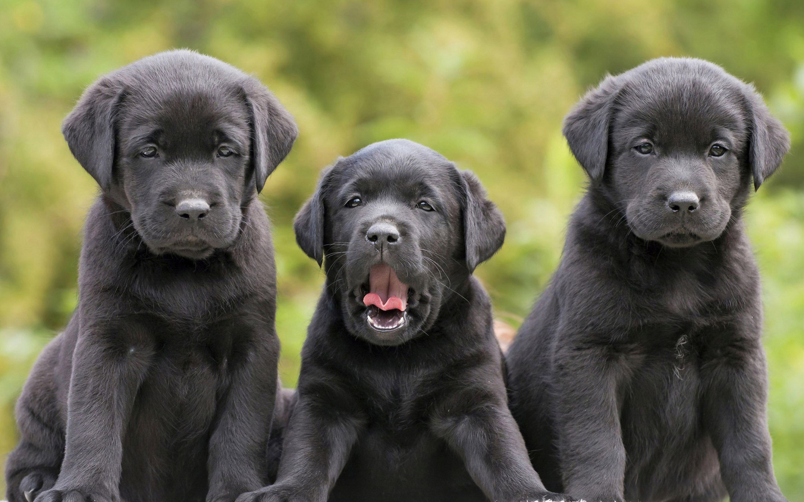 Black lab wallpaper, Computer screens, Stunning visuals, Canine charm, 2560x1600 HD Desktop