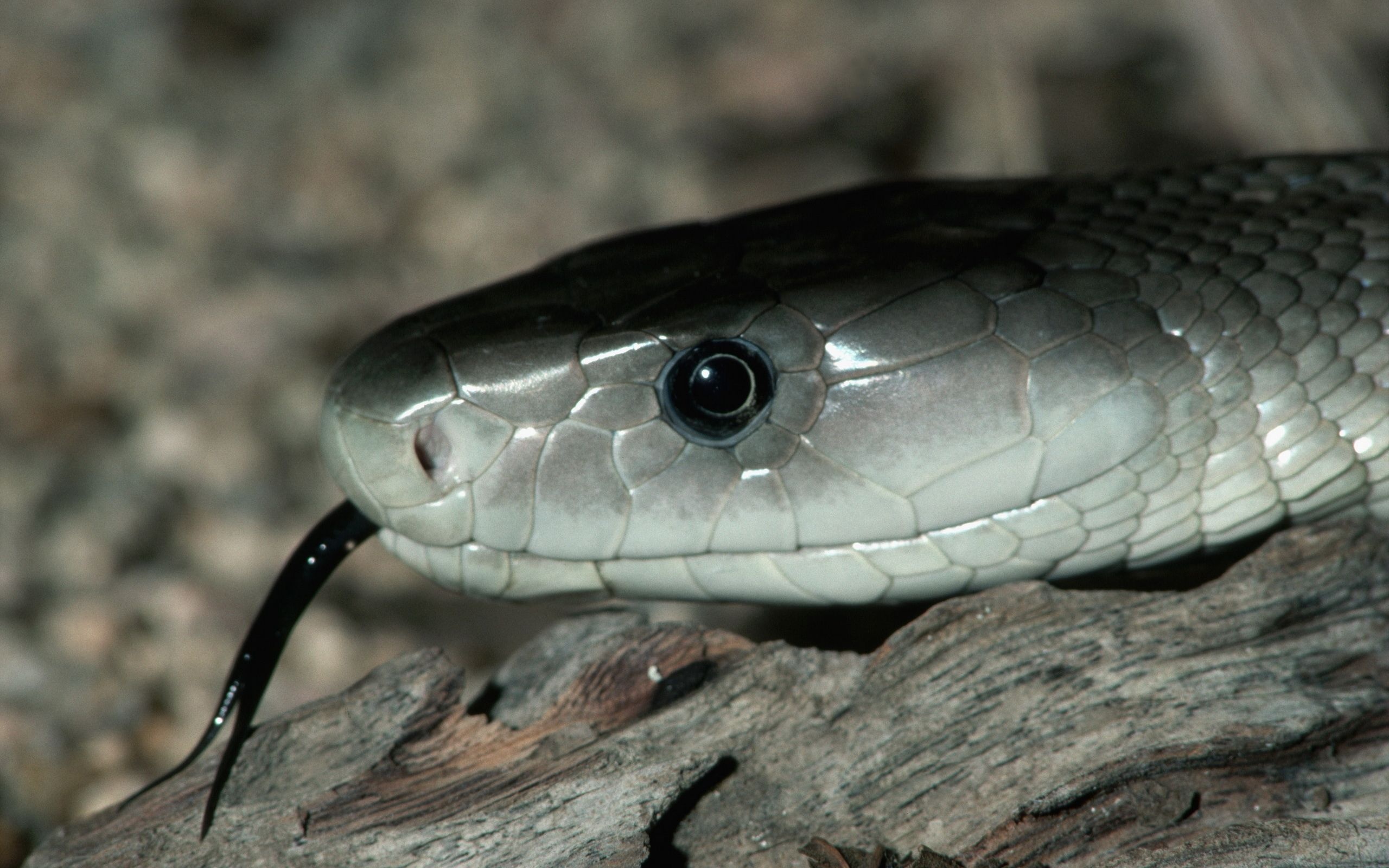 Grey serpent, Venomous predator, Dark-themed wallpaper, Captivating imagery, 2560x1600 HD Desktop