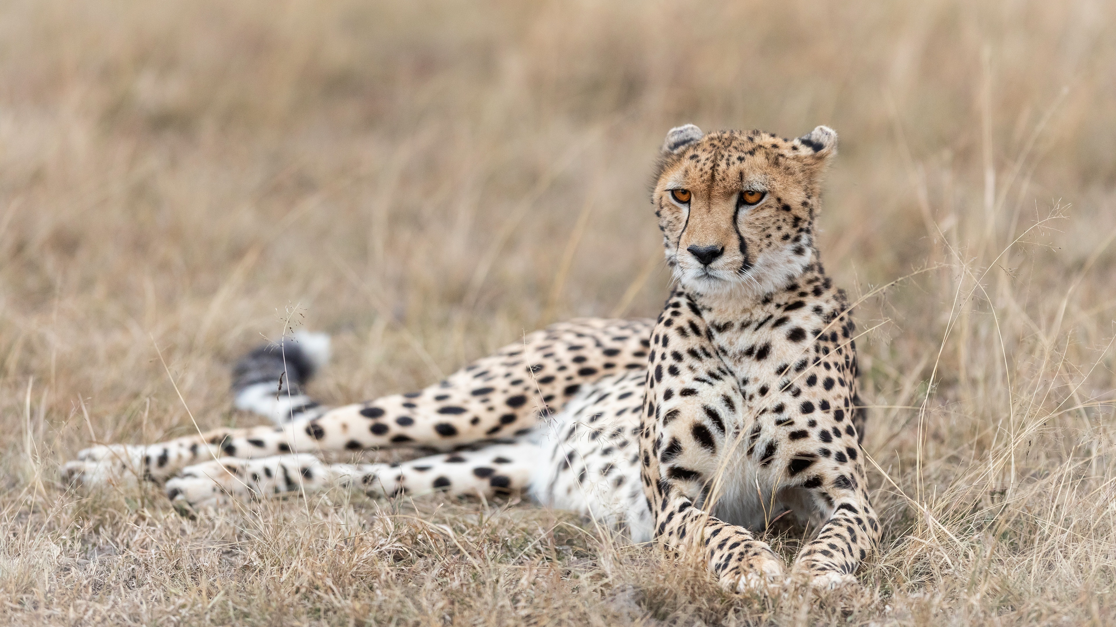 Stunning cheetah wallpaper, Breathtaking beauty, Striking and vibrant, Nature's artwork, 3840x2160 4K Desktop